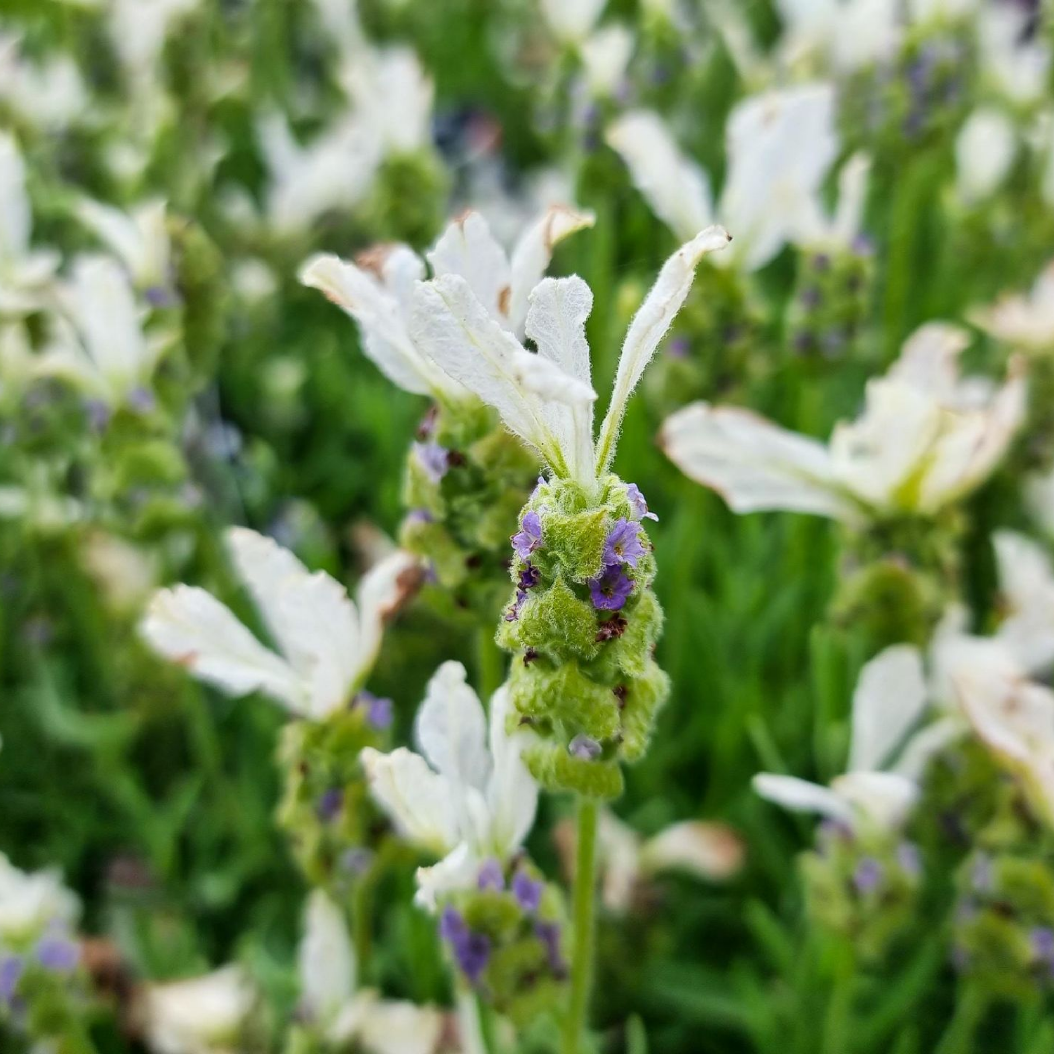 Italian Javelin Forte White Lavender - Lavandula stoechas 'Javelin Forte White'