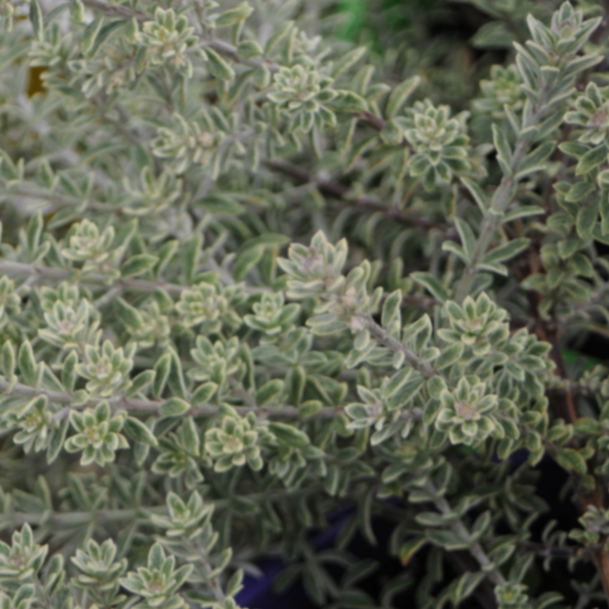 Coastal Rosemary Smokey - Westringia fruticosa Smokey