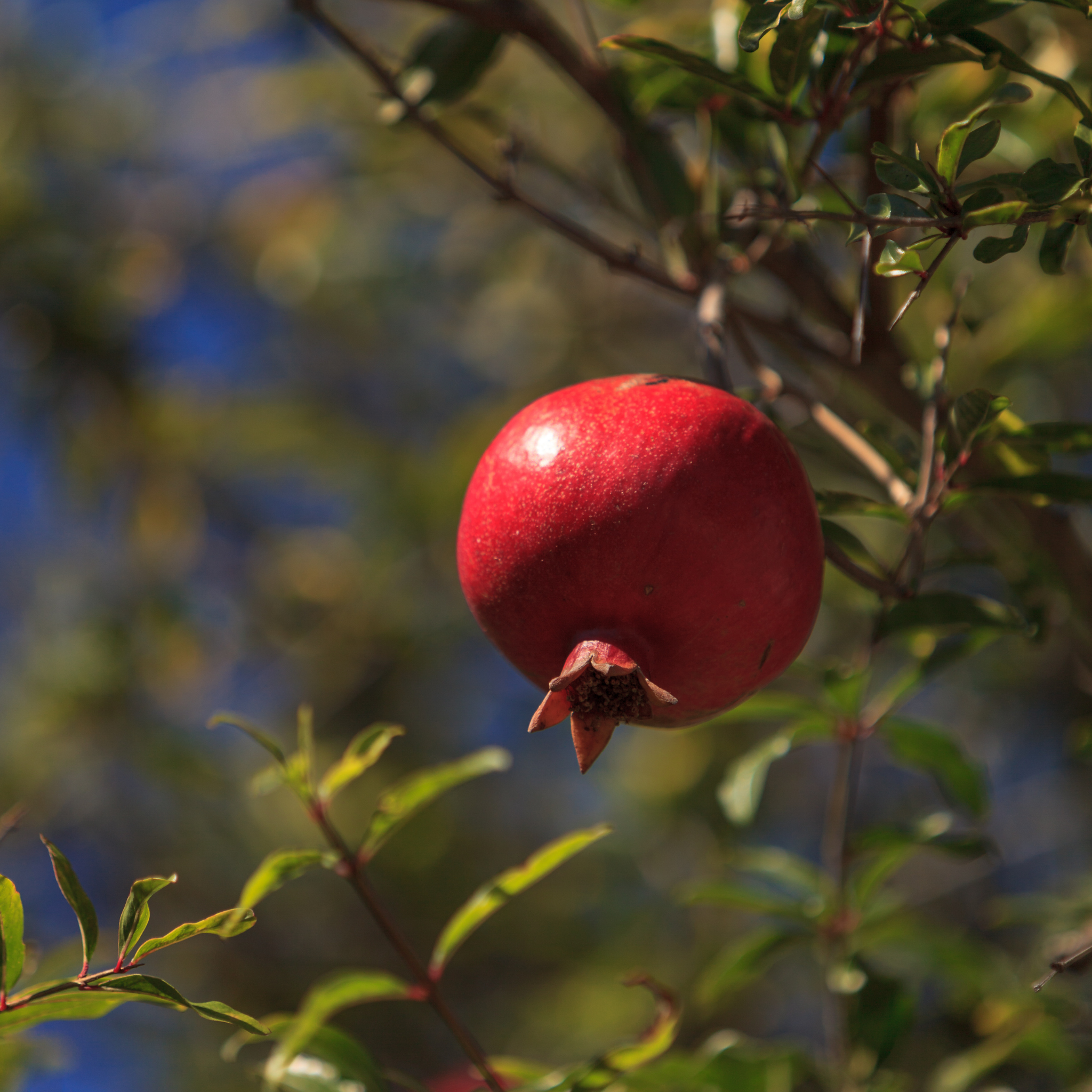 Pomegranate Tree - Punica granatum Wonderful