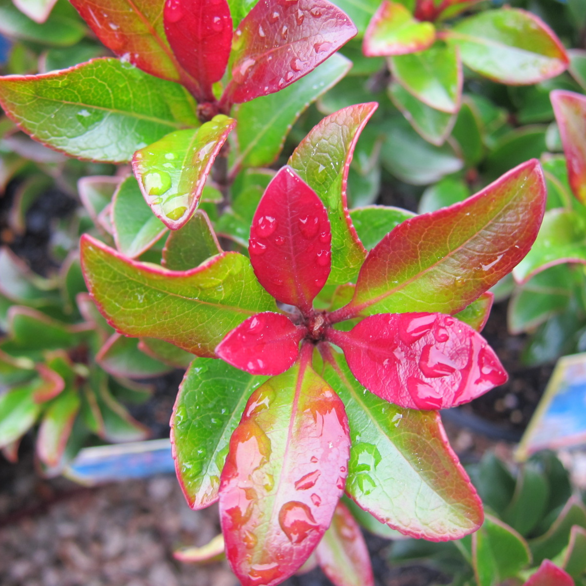 Indian hawthorn Snow Maiden - Rhaphiolepis indica Snow Maiden