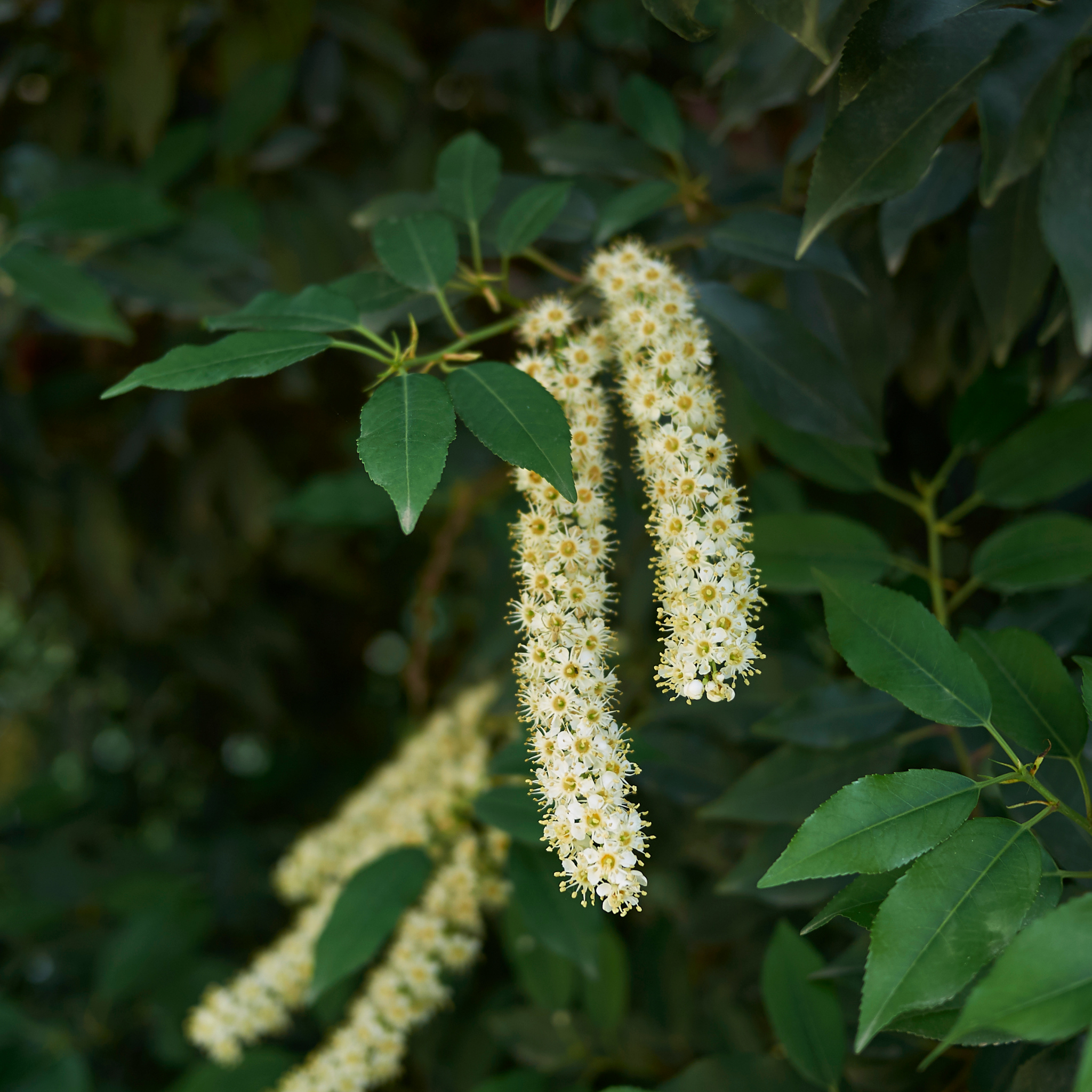 Floral clusters with green leaves on a blurred natural background