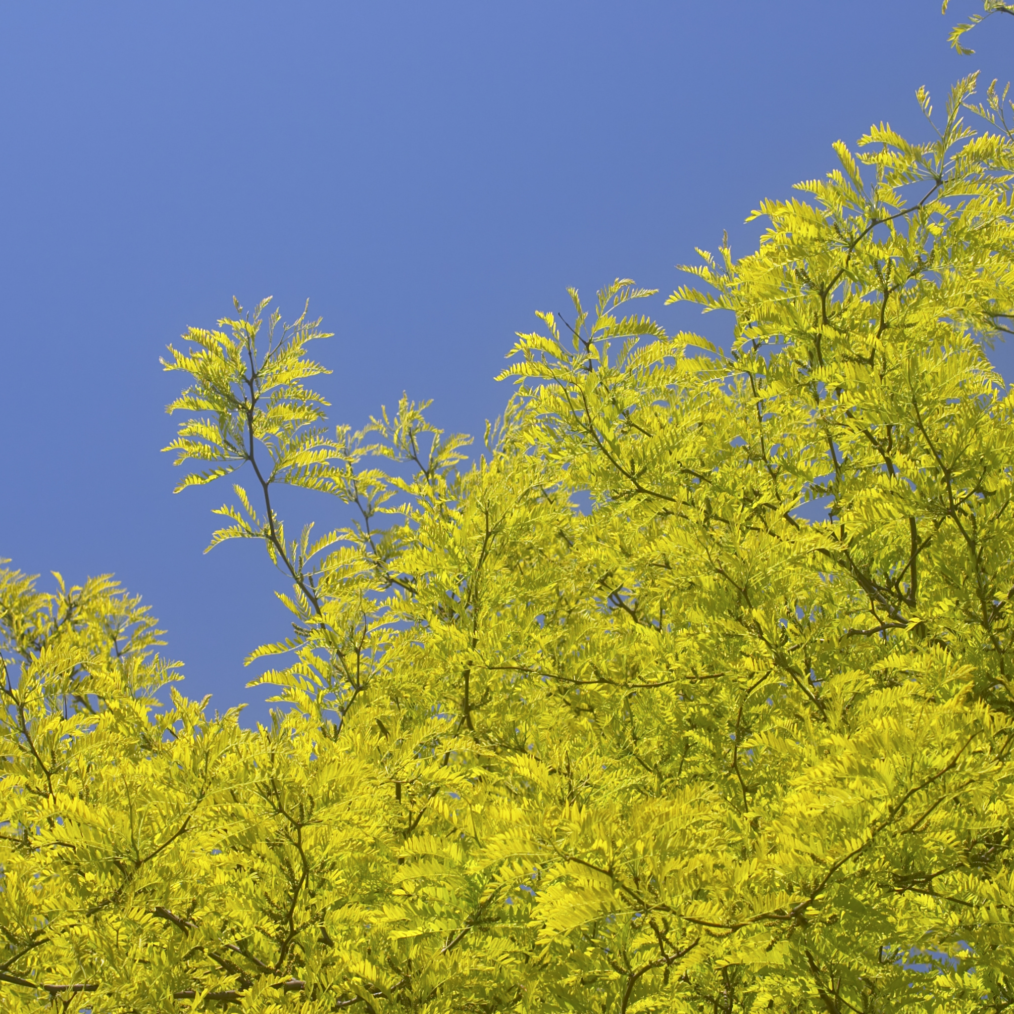 Golden Honey Locust - Gleditsia triacanthos inermis Sunburst