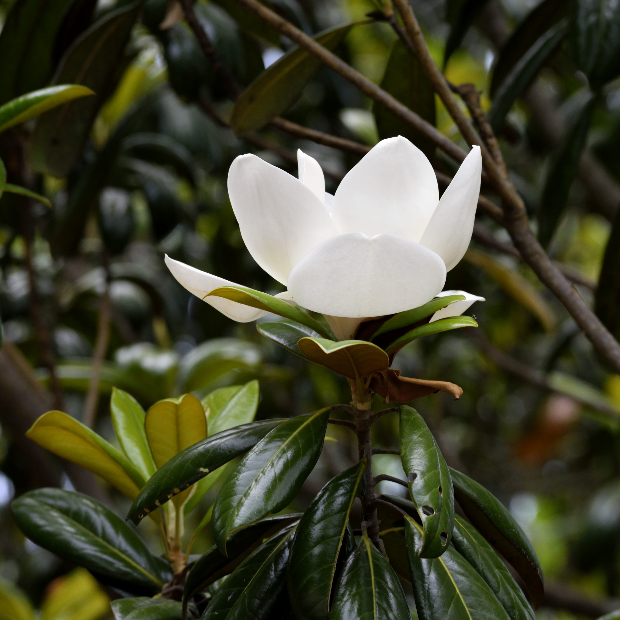 Fairy Cream Magnolia - Magnolia hybrida Fairy Cream
