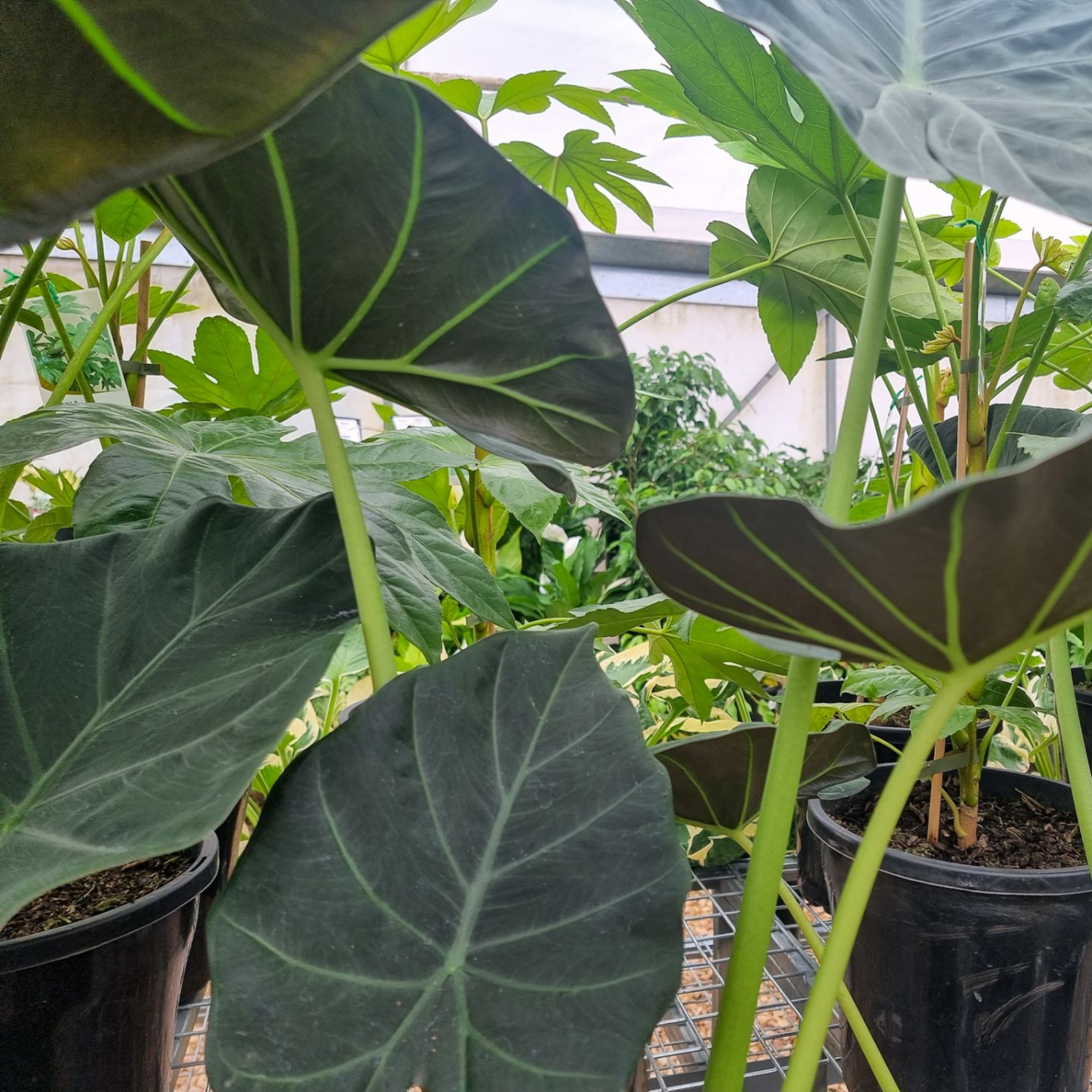 Large Elephants Ear - Alocasia hybrida Regal Shield