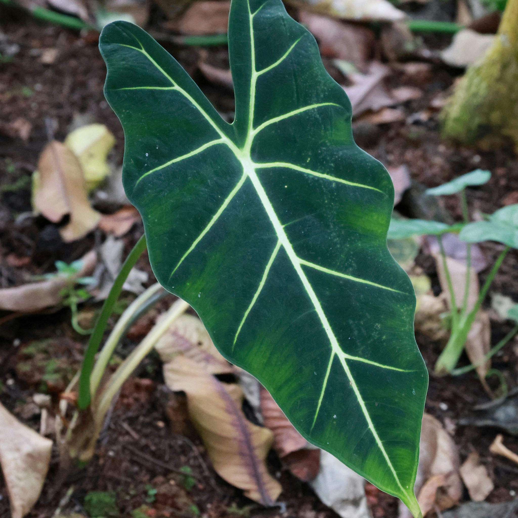 Elephants Ear - Alocasia amazonica
