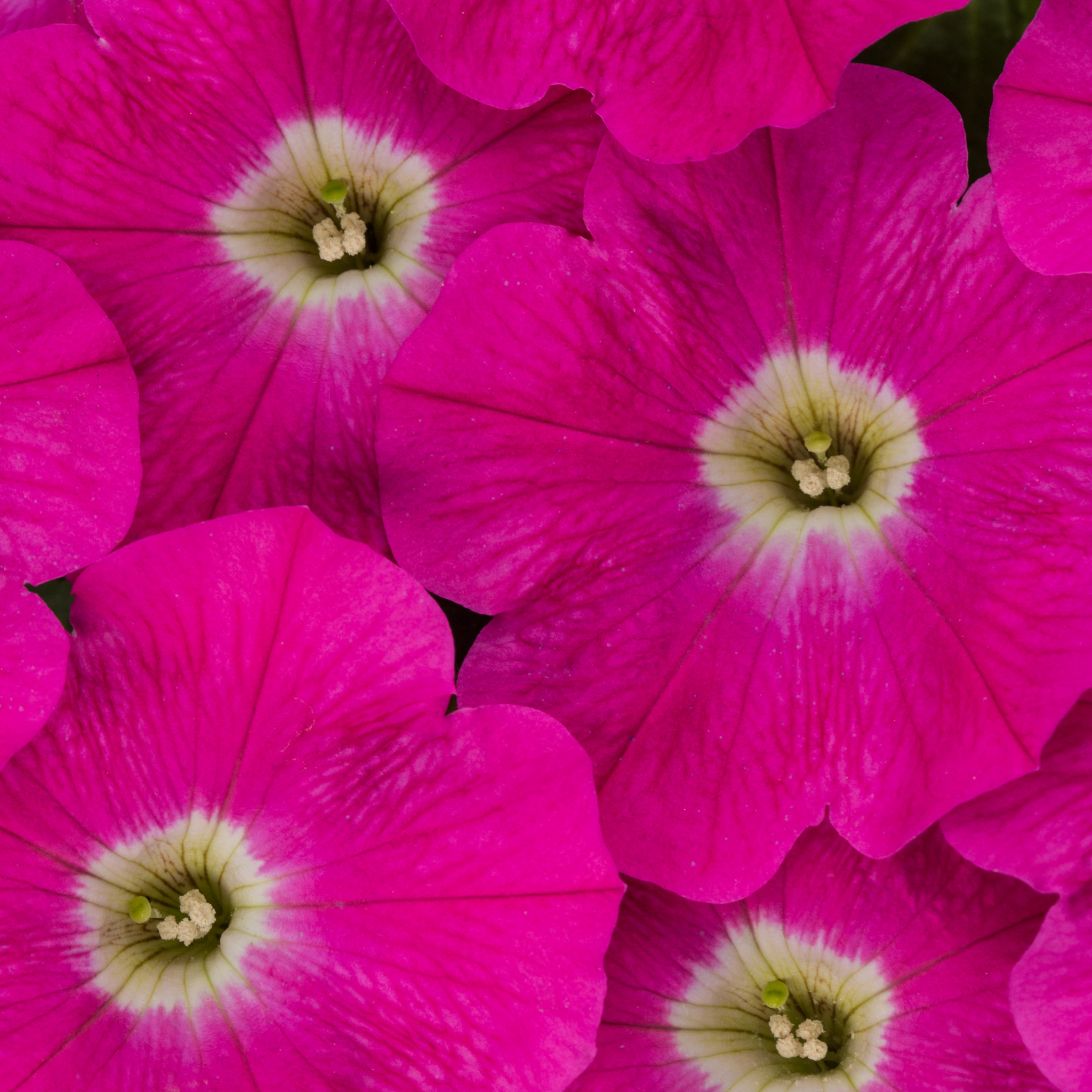 Mini Petunia Calipetite Rose - Calibrachoa hybrida Calipetite Rose