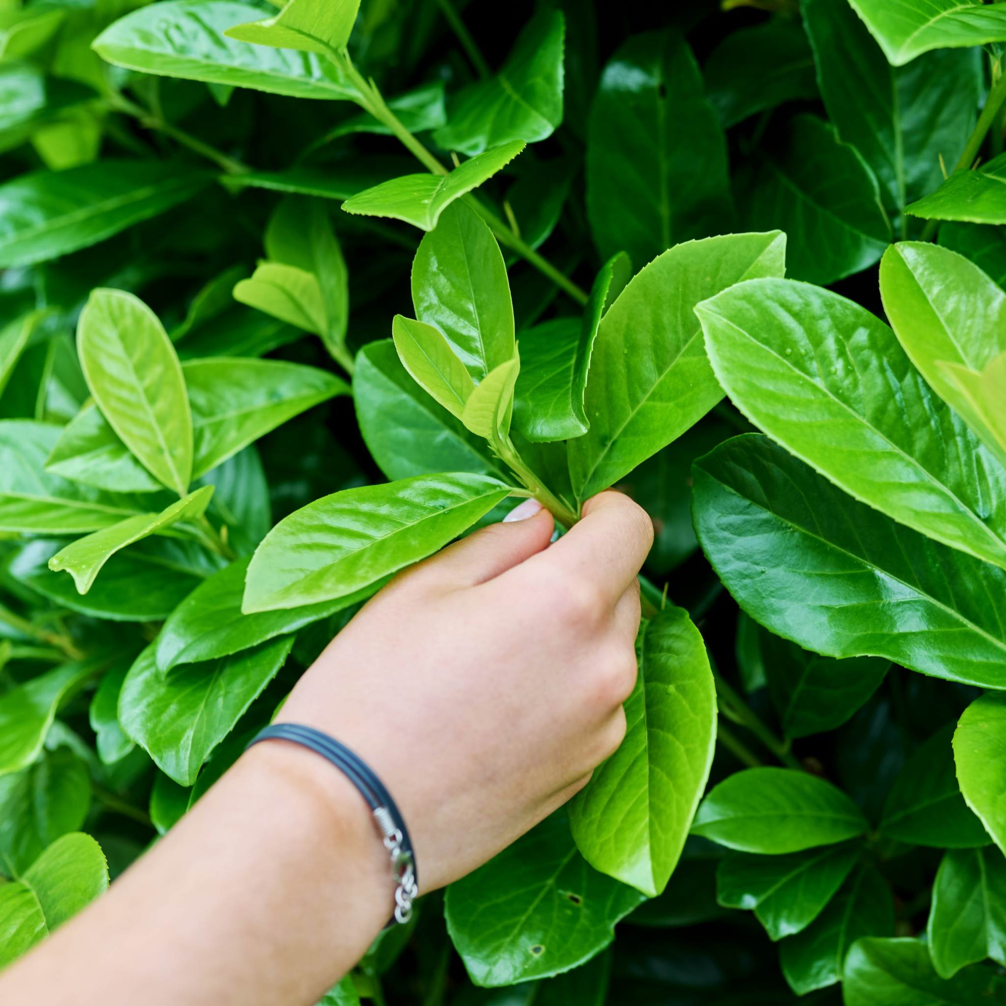 Hand touching green leaves with a blurred background