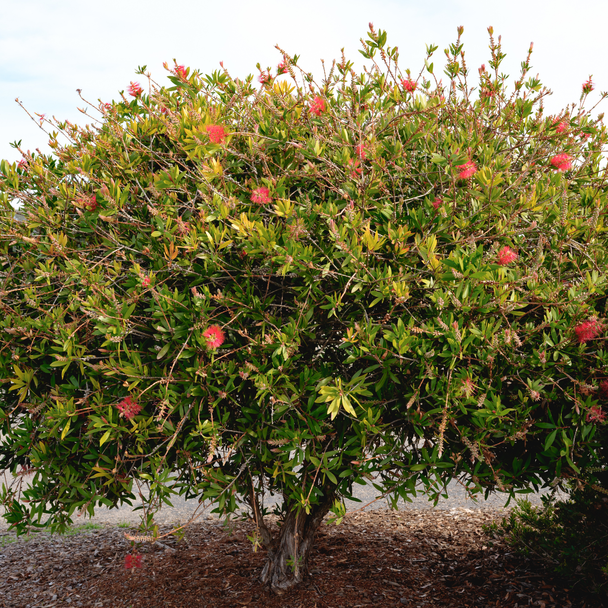 Crimson Bottlebrush - Callistemon citrinus 'Endeavour'