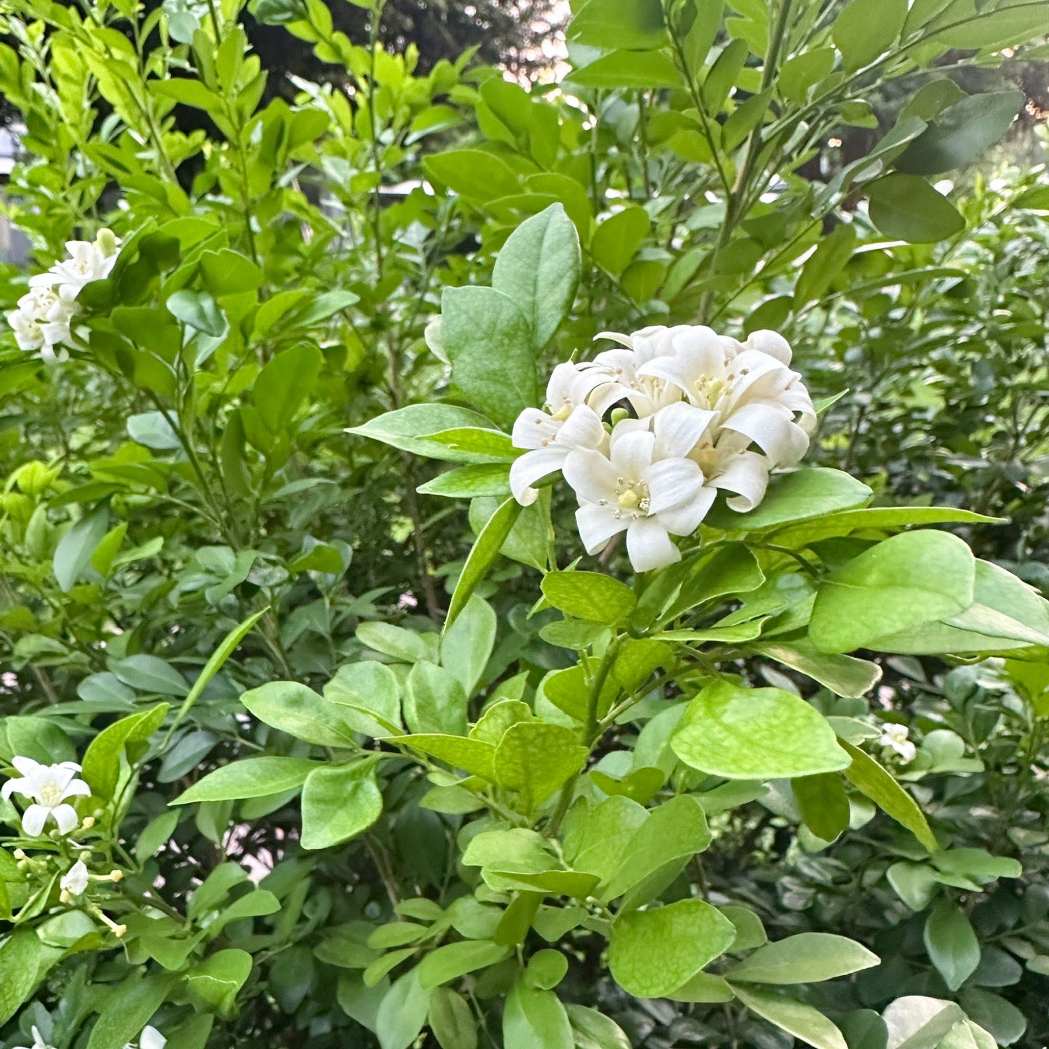 Orange Jessamine - Murraya paniculata