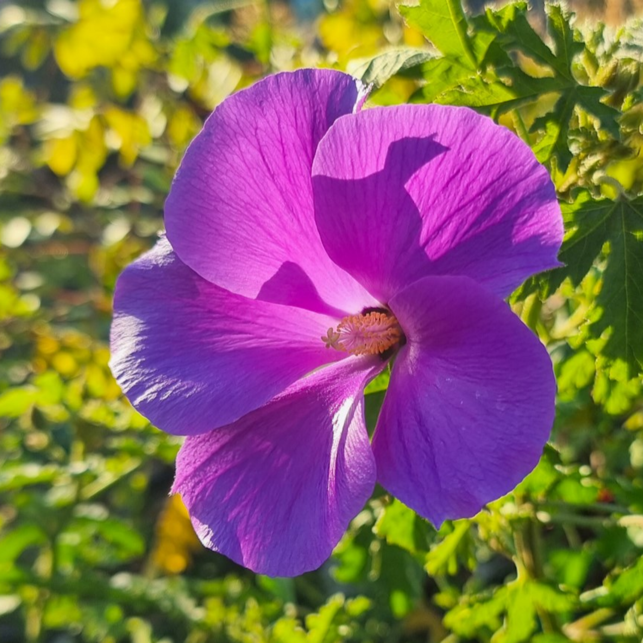 Native Hibiscus - Alyogyne huegelii 'East Coast Gem'