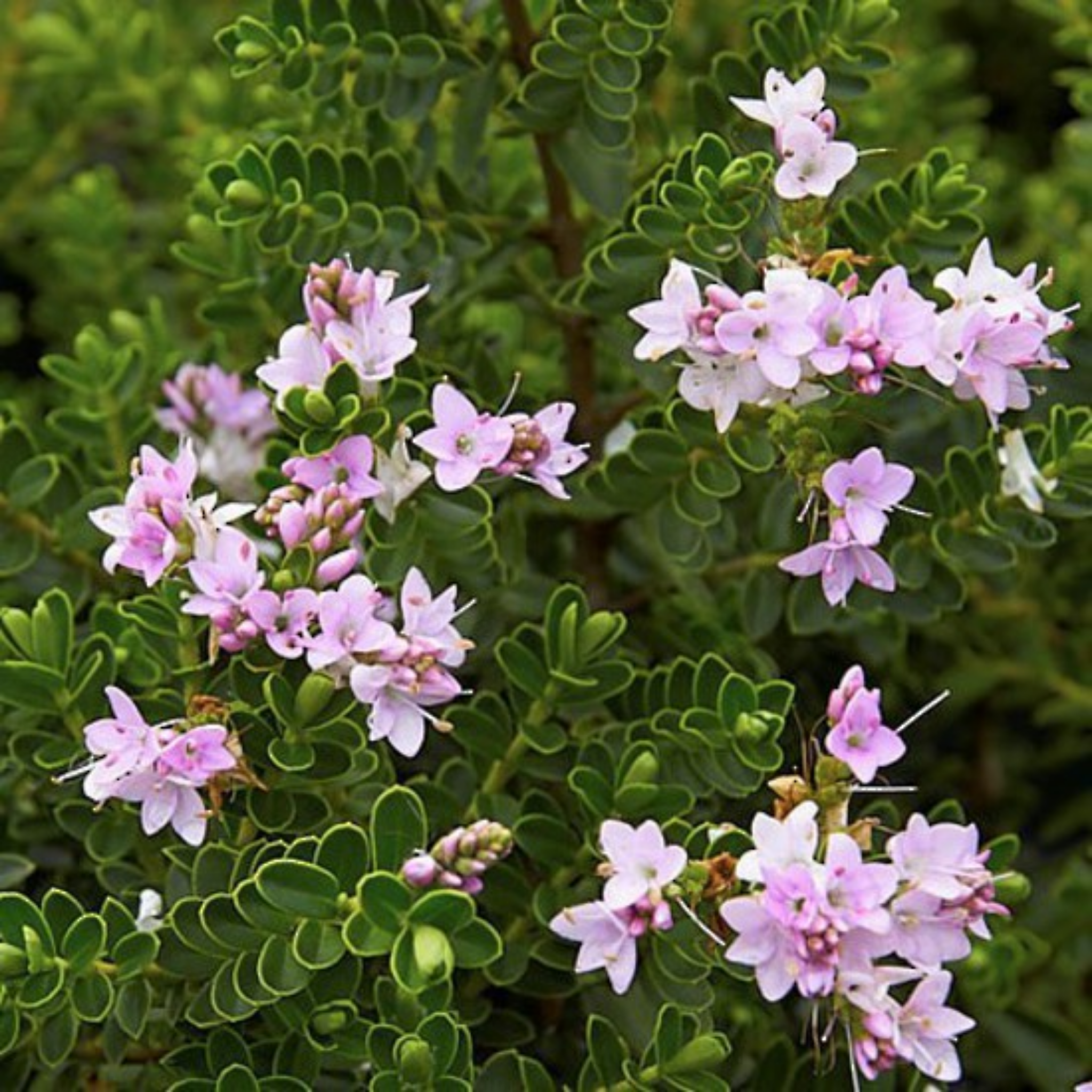 Hebe hybrida Wiri Cloud