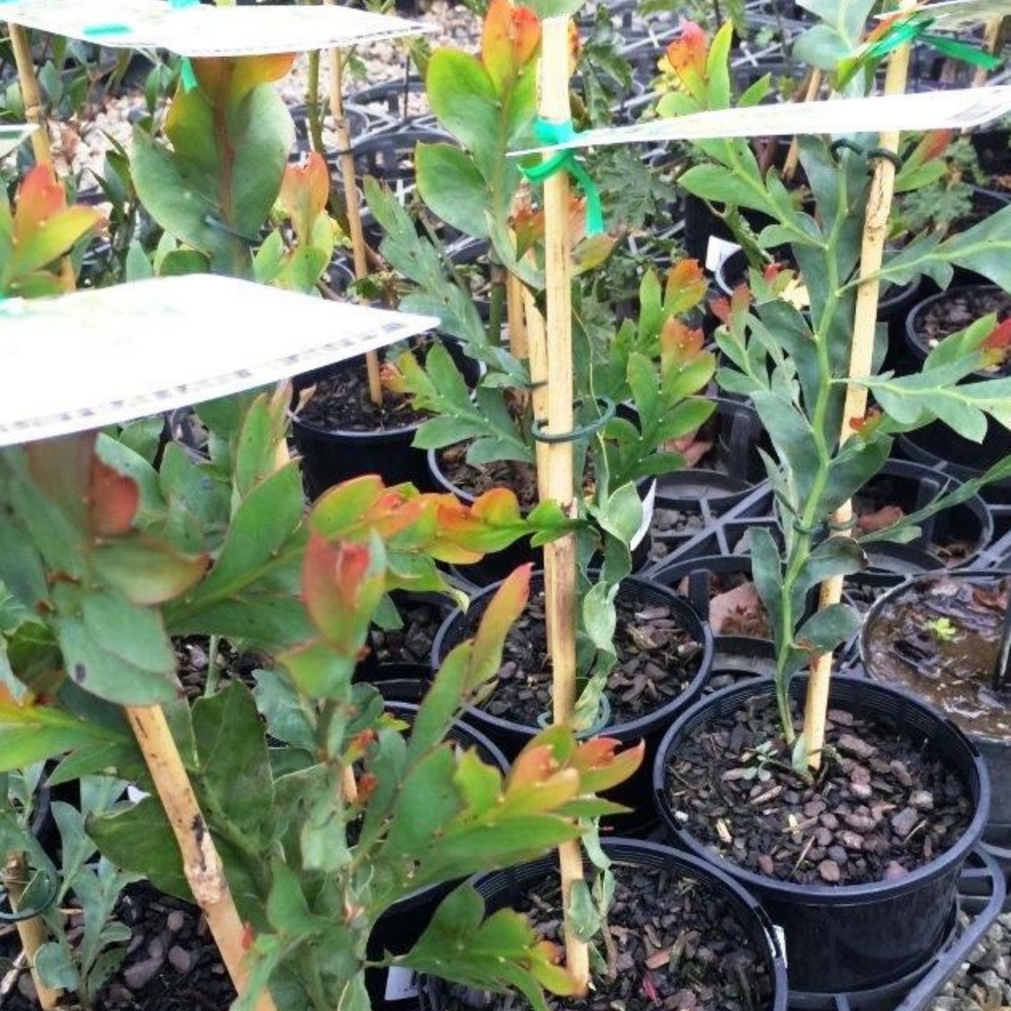 Potted plants in a nursery setting with green leaves and brown stems.
