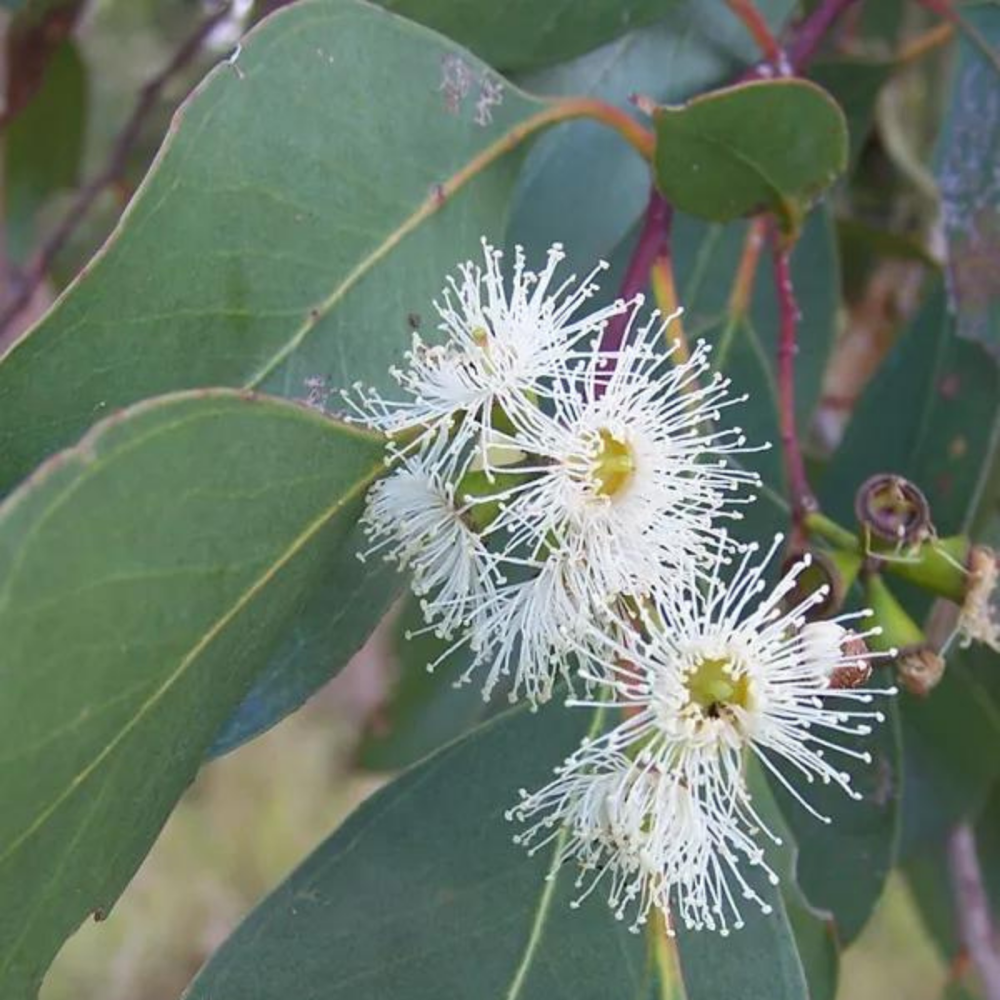 Swamp Gum / Black Gum - Eucalyptus ovata