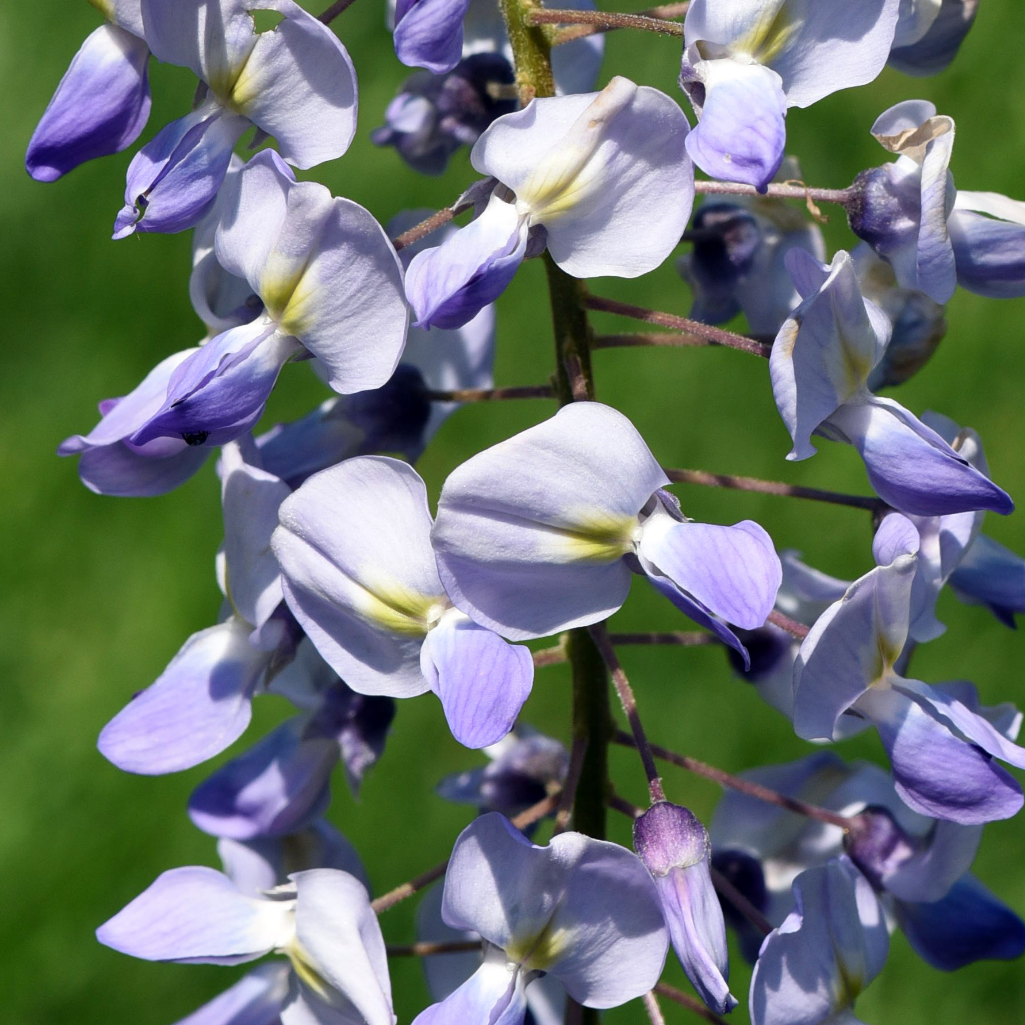 Blue Chinese Wisteria - Wisteria sinensis