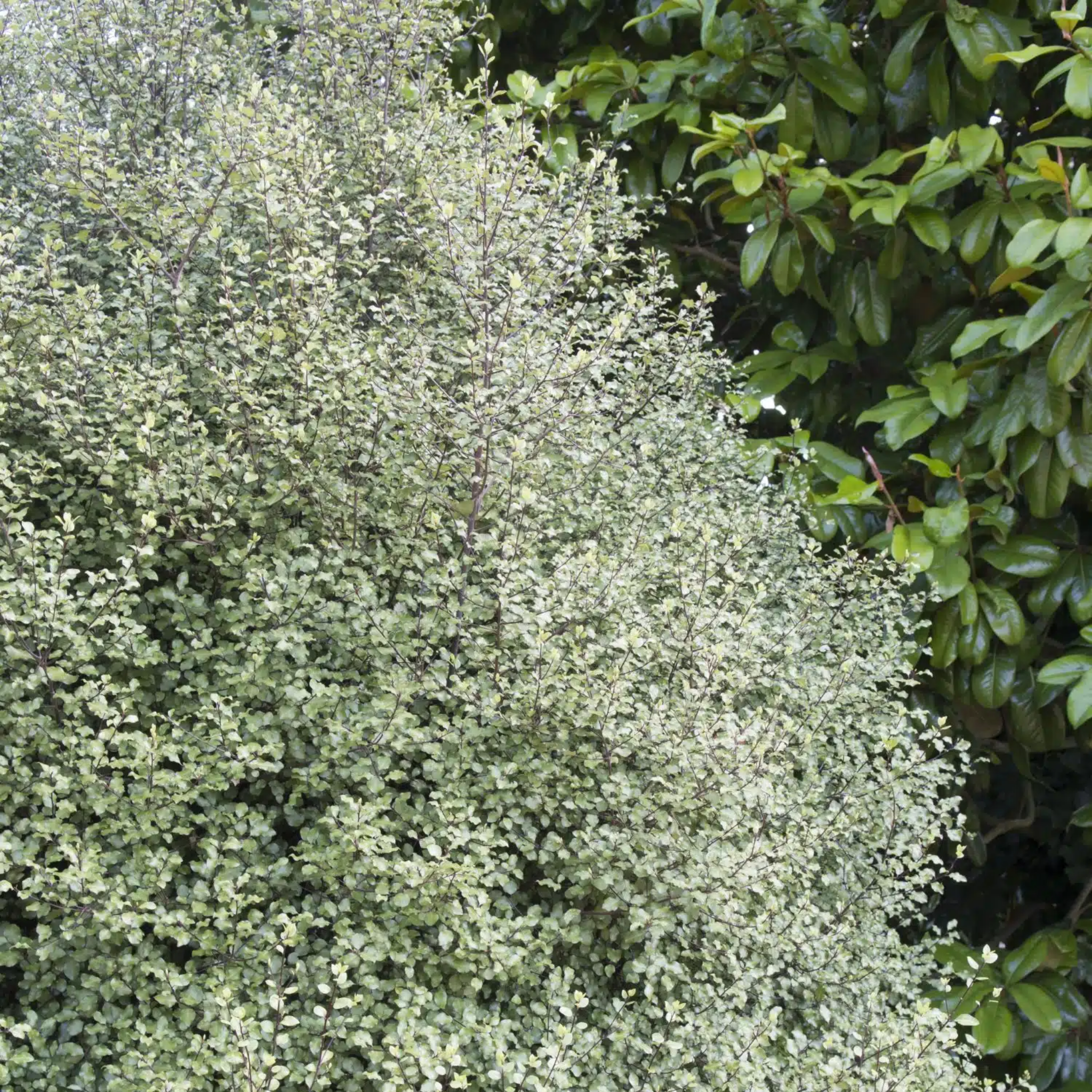 Green shrub with dense foliage