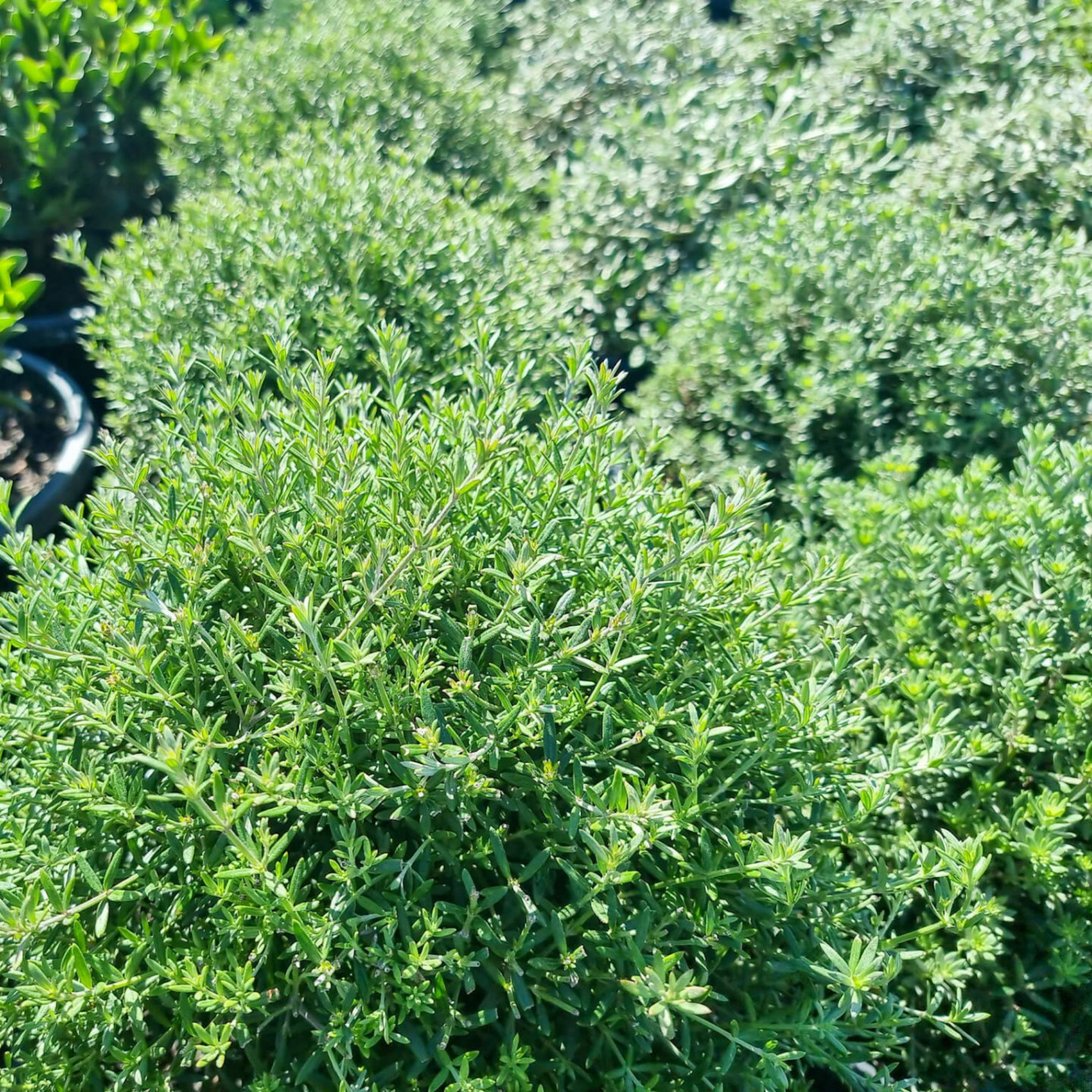 Coastal Rosemary Wynyabbie Gem - Westringia fruticosa Wynyabbie Gem