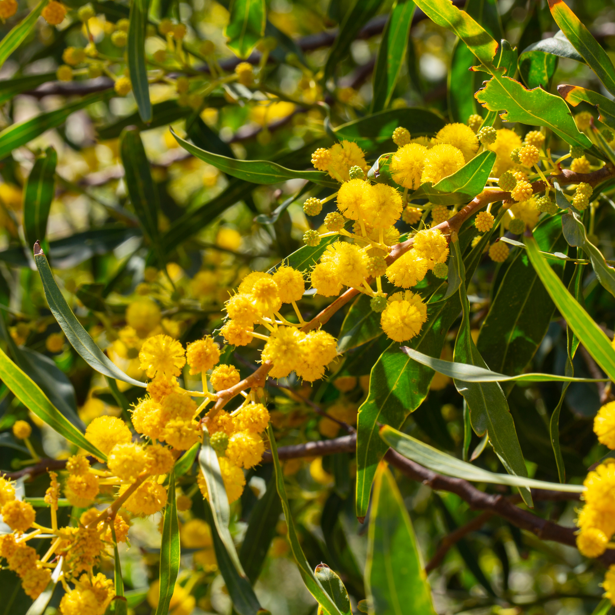 Acacia Golden Wattle - Acacia pycnantha
