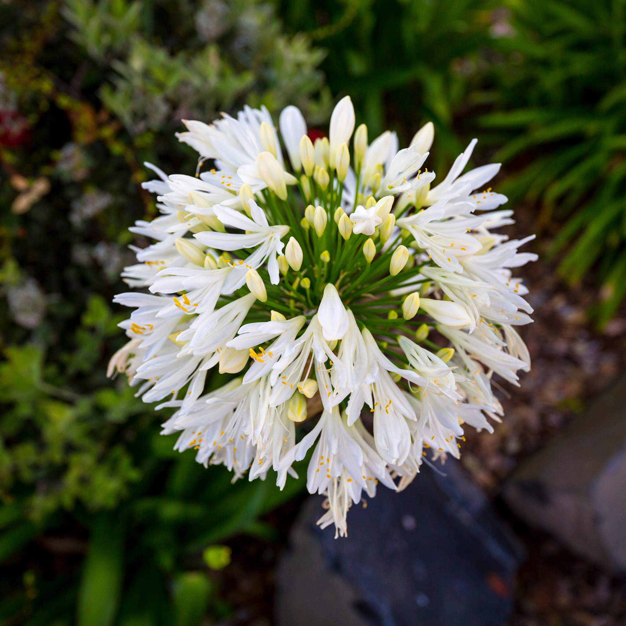 White Agapanthus - Lily of the Nile, African Lily