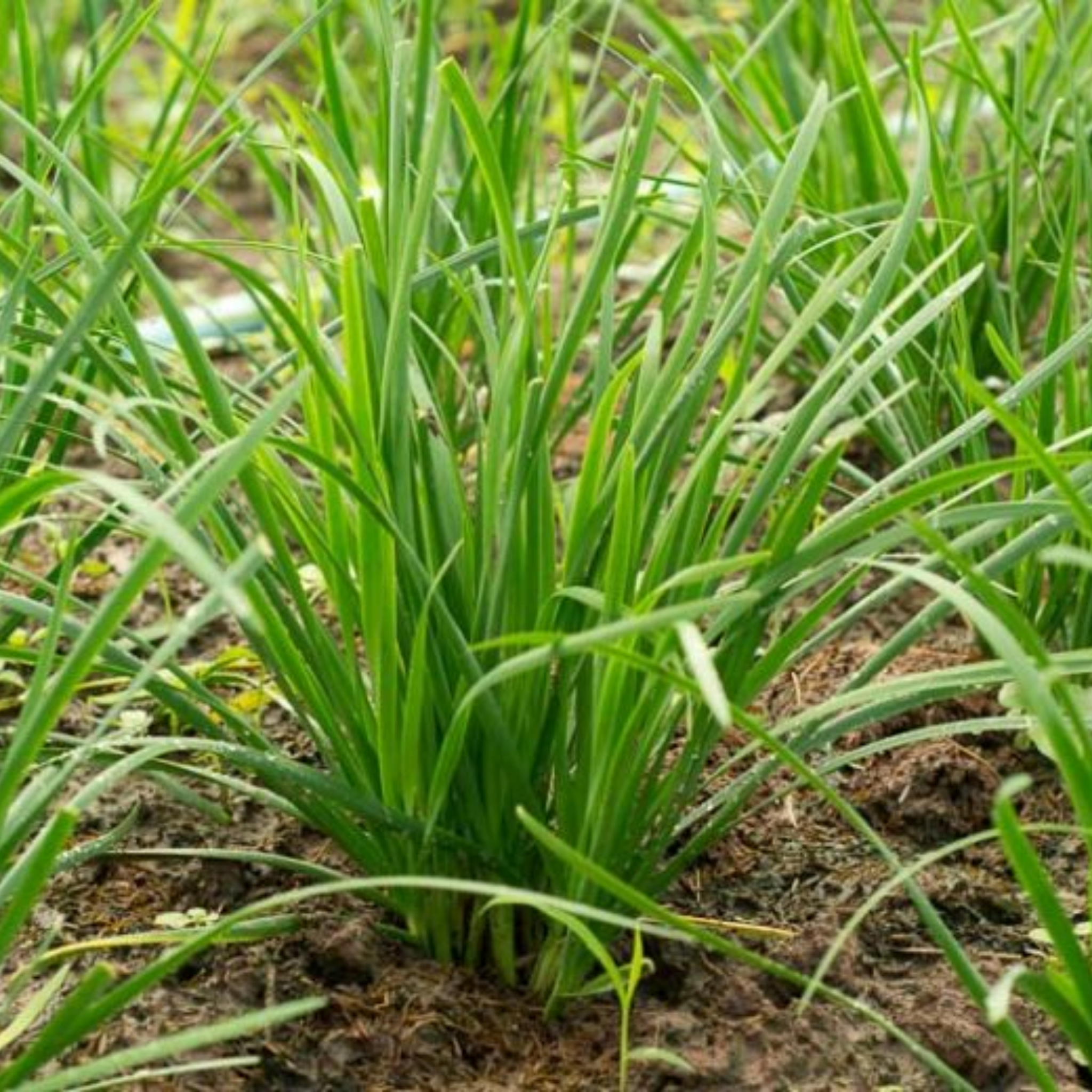 Garlic Chives - Allium tuberosum