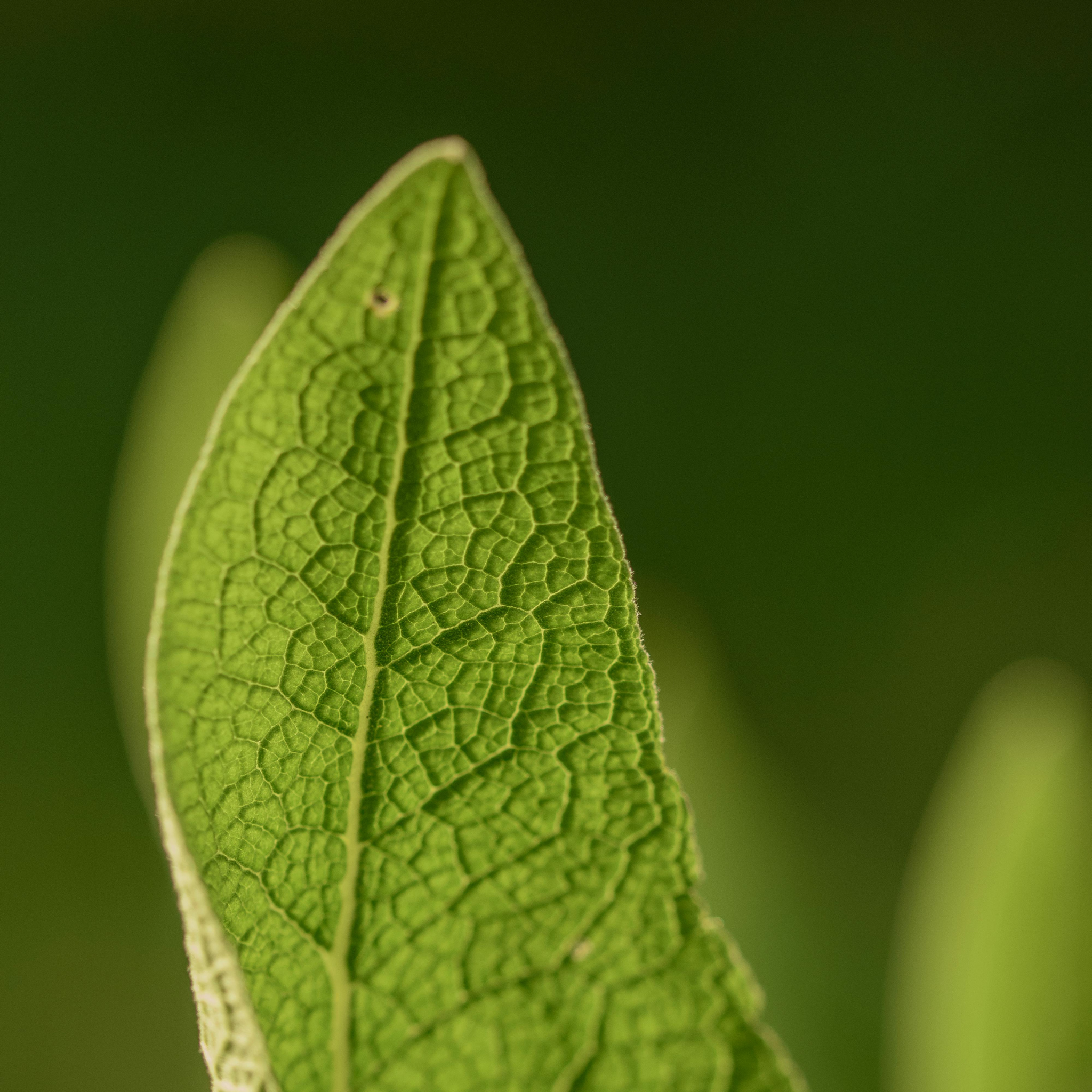 Sage Leaved Rockrose - Cistus salviifolius