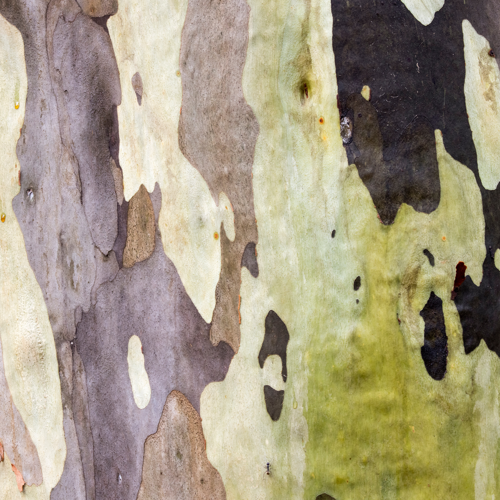 Spotted Gum Tree - Corymbia maculata