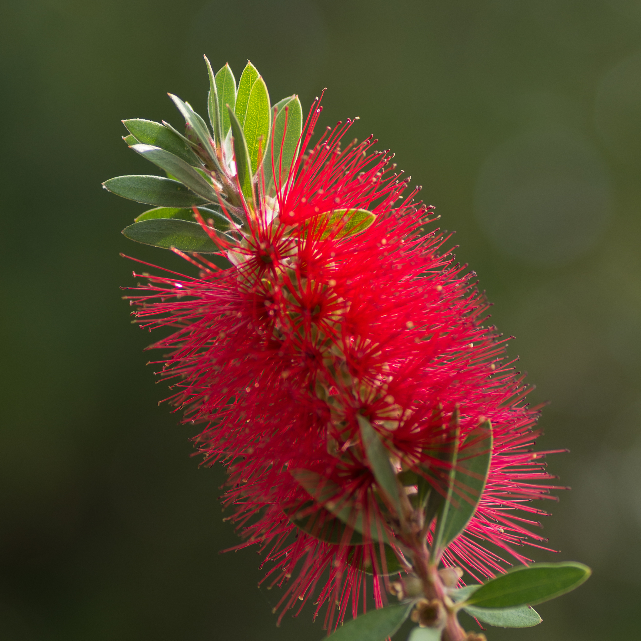Dwarf Weeping Bottlebrush Better John - Callistemon viminalis 'Better John' PBR