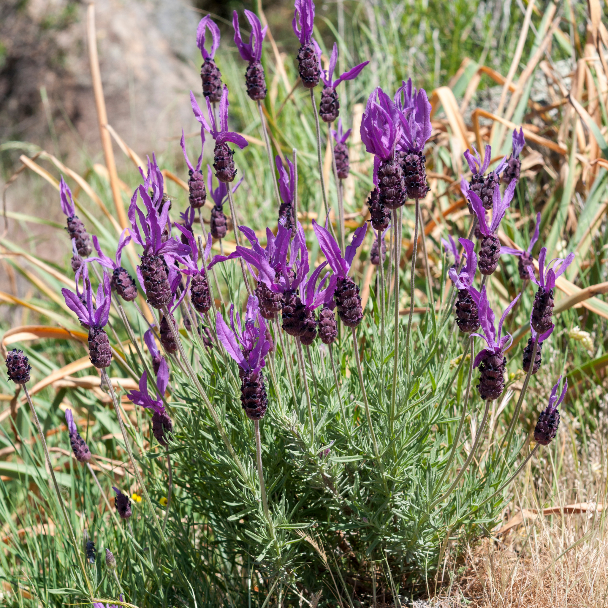 Italian Lavender Javelin Forte Purple - Lavandula stoechas Javelin Forte Purple