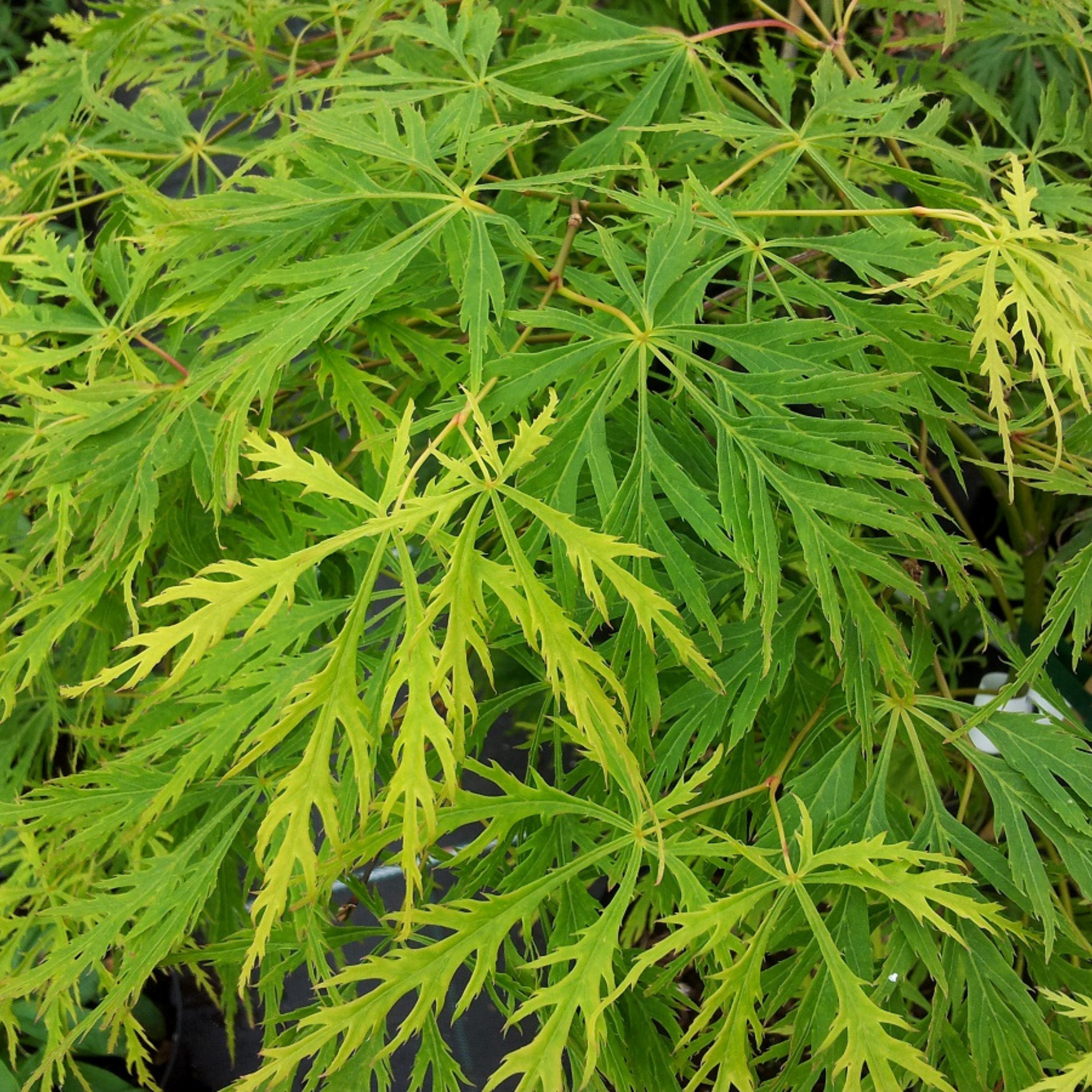 Weeping Japanese Maple - Acer palmatum Dissectum