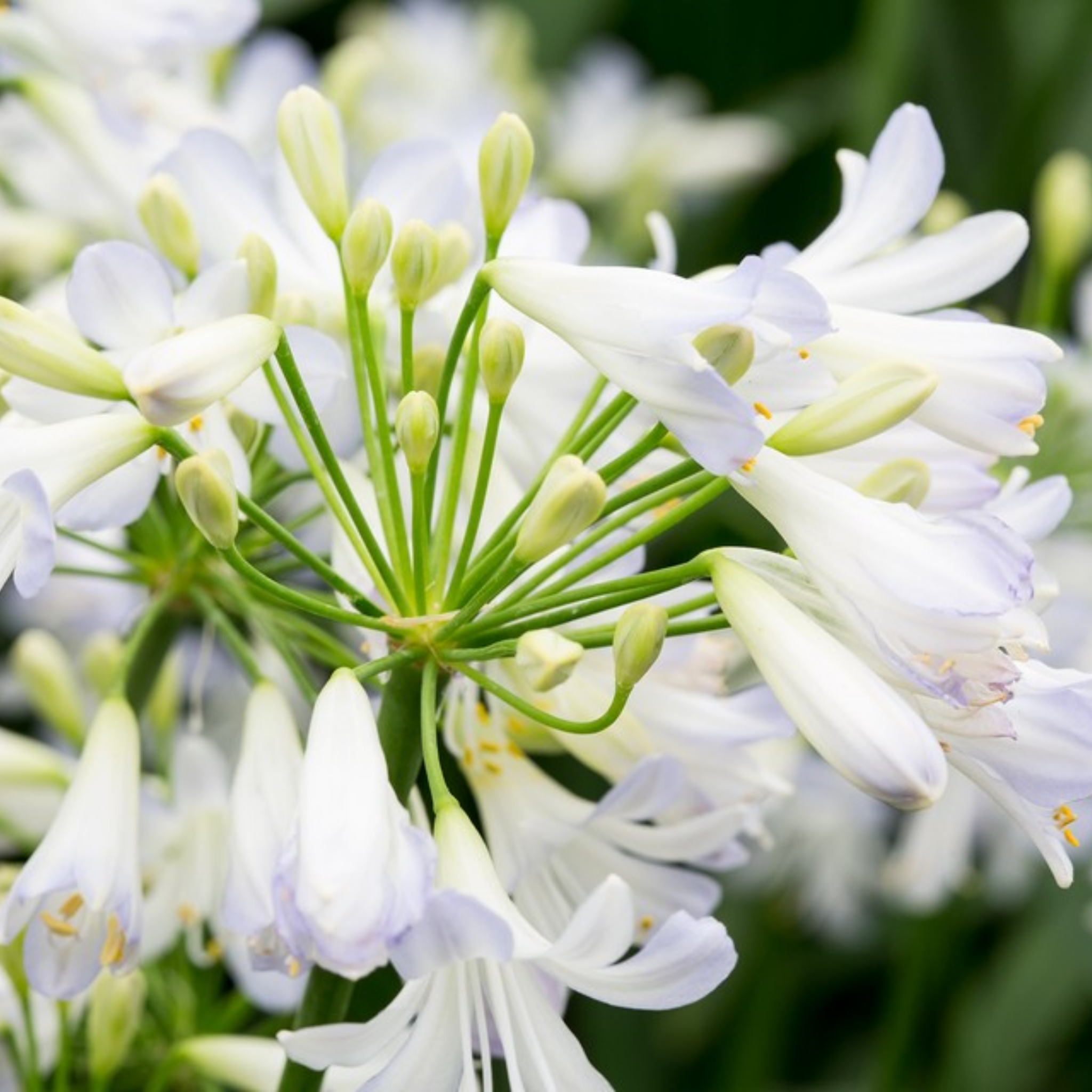 Agapanthus africanus 'Silver Baby' - Dwarf African Lily