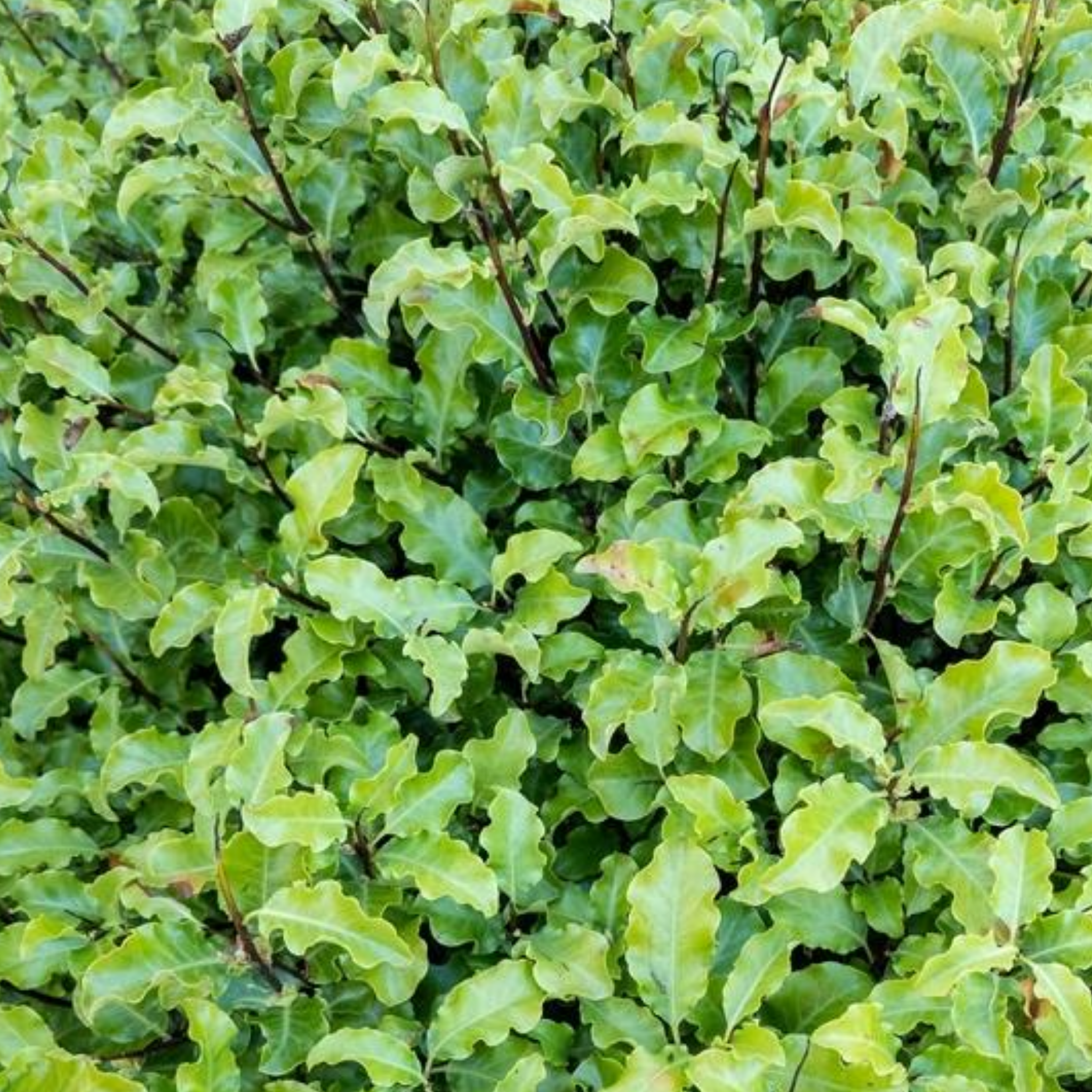 Pittosporum tenuifolium 'Pinnacle'