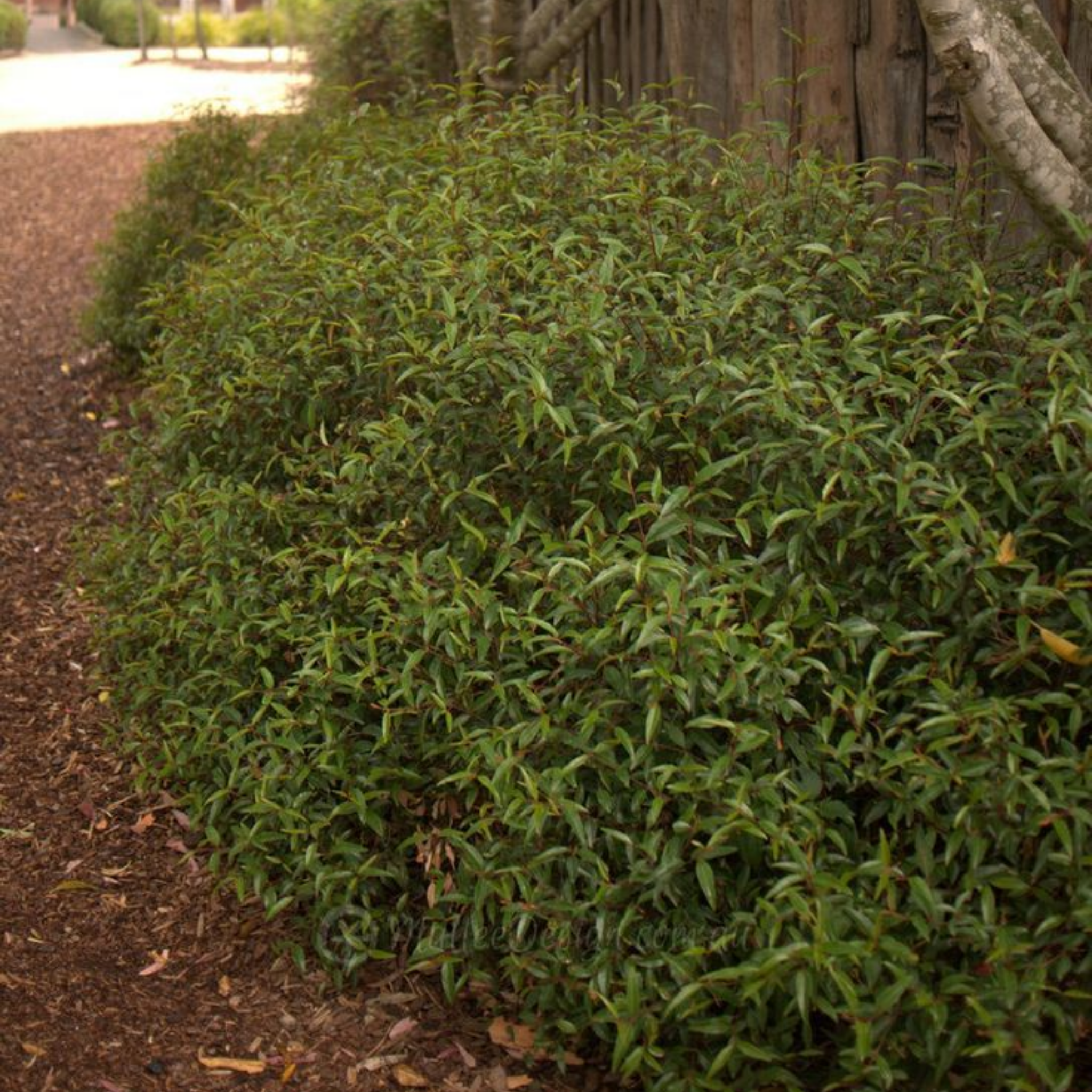 Chefs Hat Correa - Correa baeuerlenii