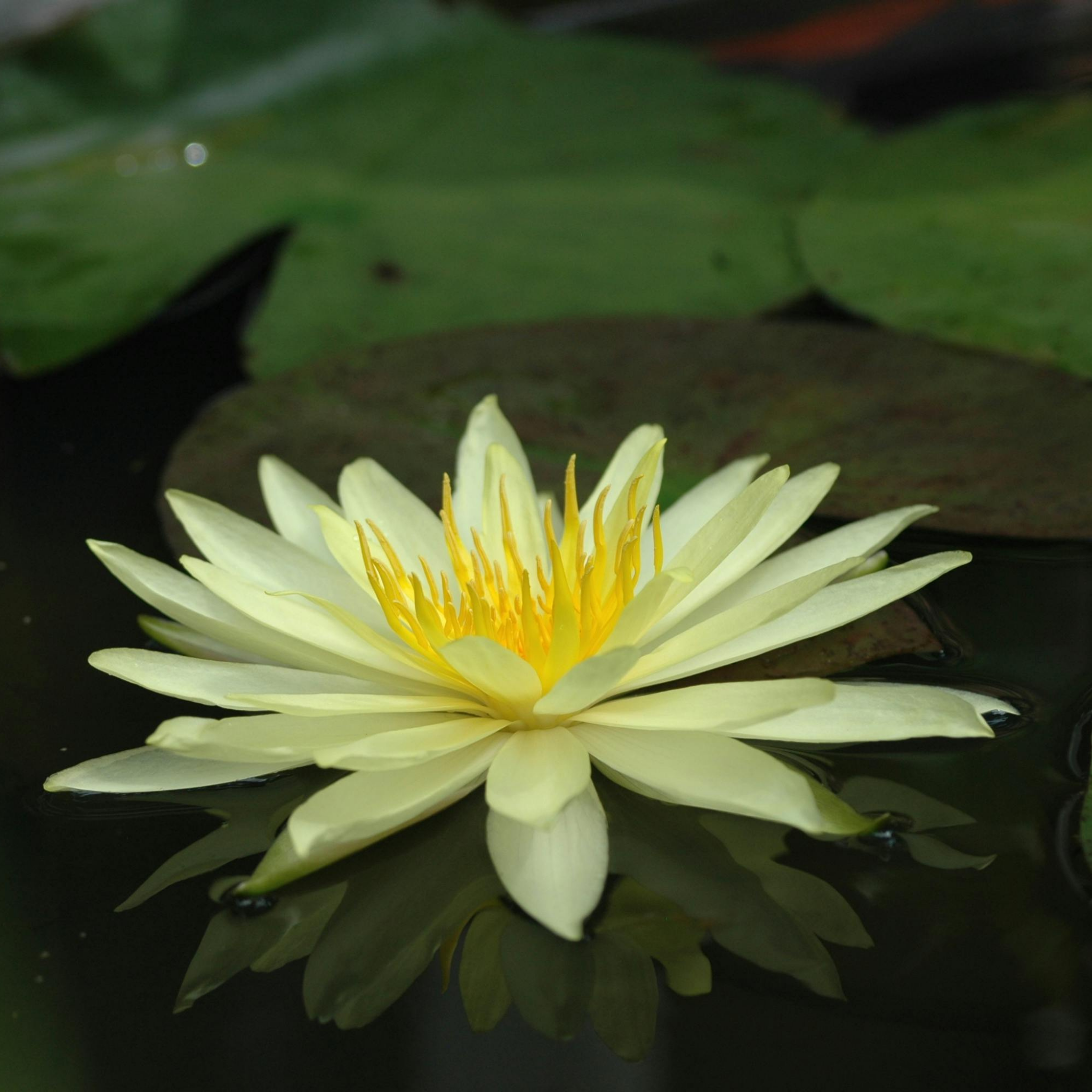 Yellow Water Lily - Nymphaea hybrida Yellow