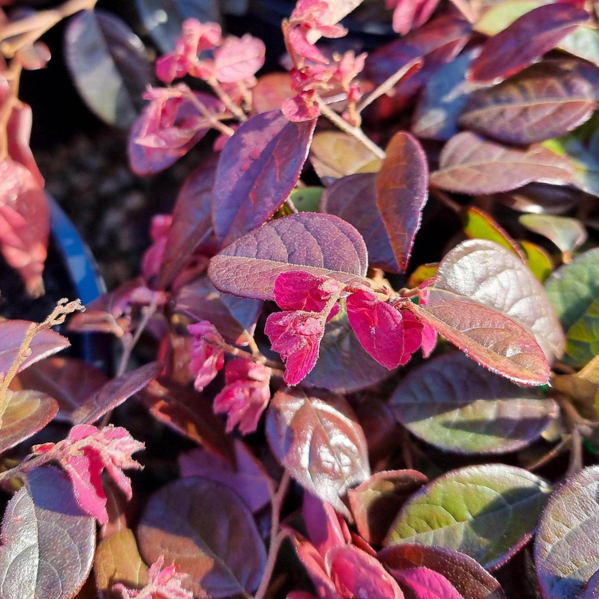 Chinese pink fringe flower - Loropetalum chinense rubrum 'China Pink'