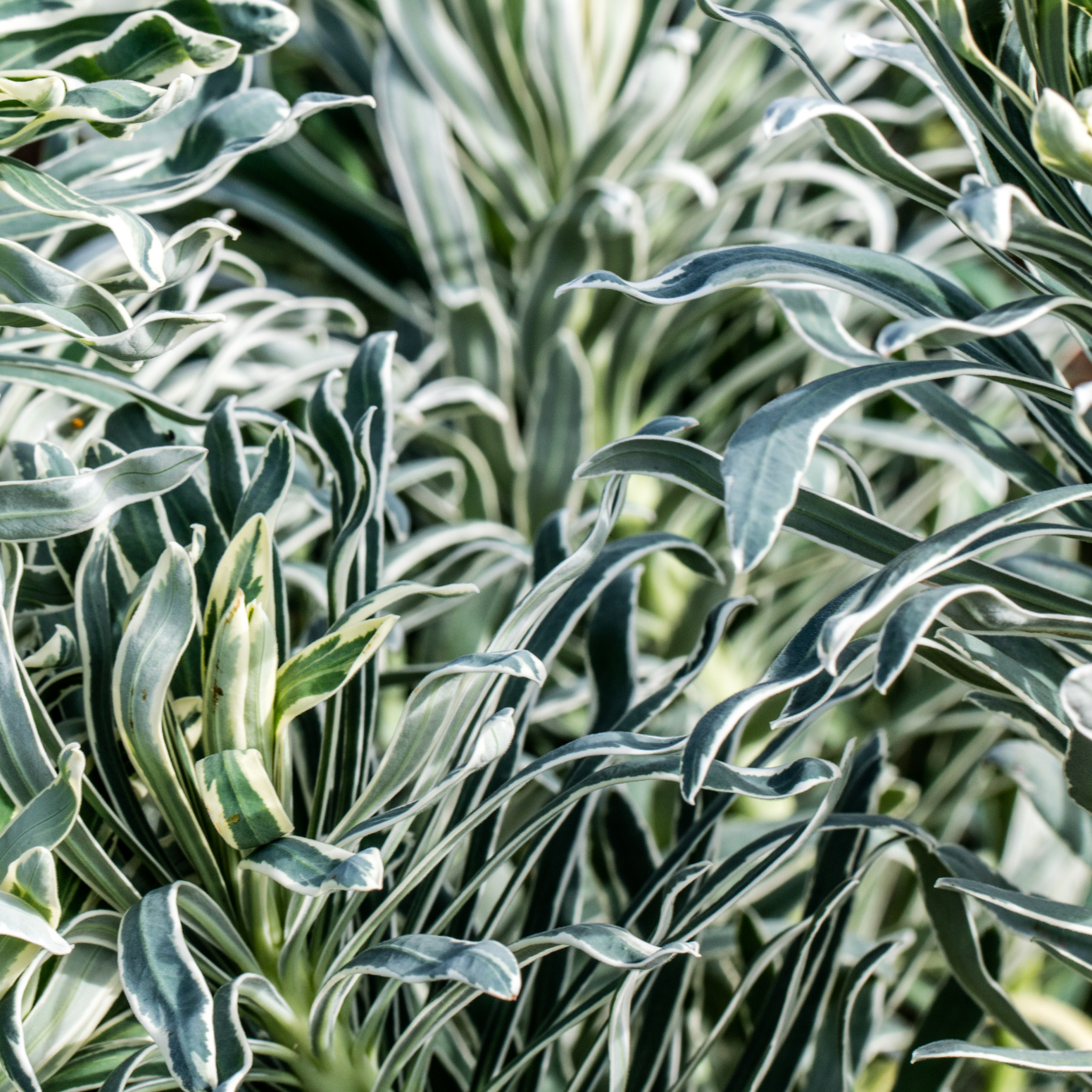 Glacier Blue Spurge - Euphorbia characias 'Glacier Blue'