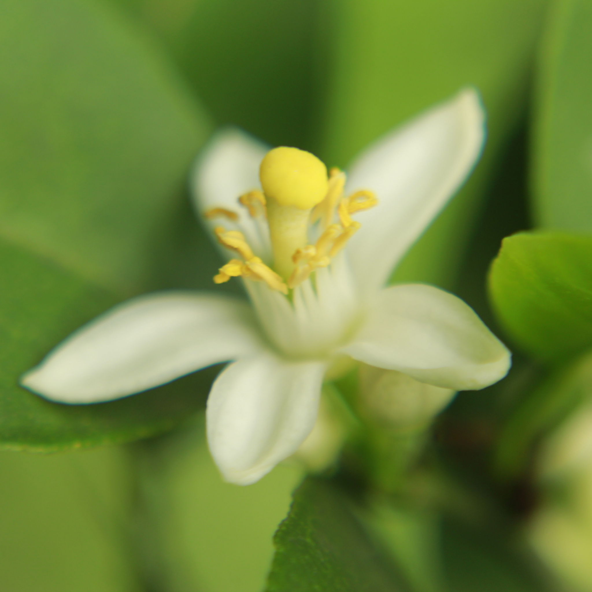 Dwarf Lemonicious Lemon - Citrus limon Lemonicious