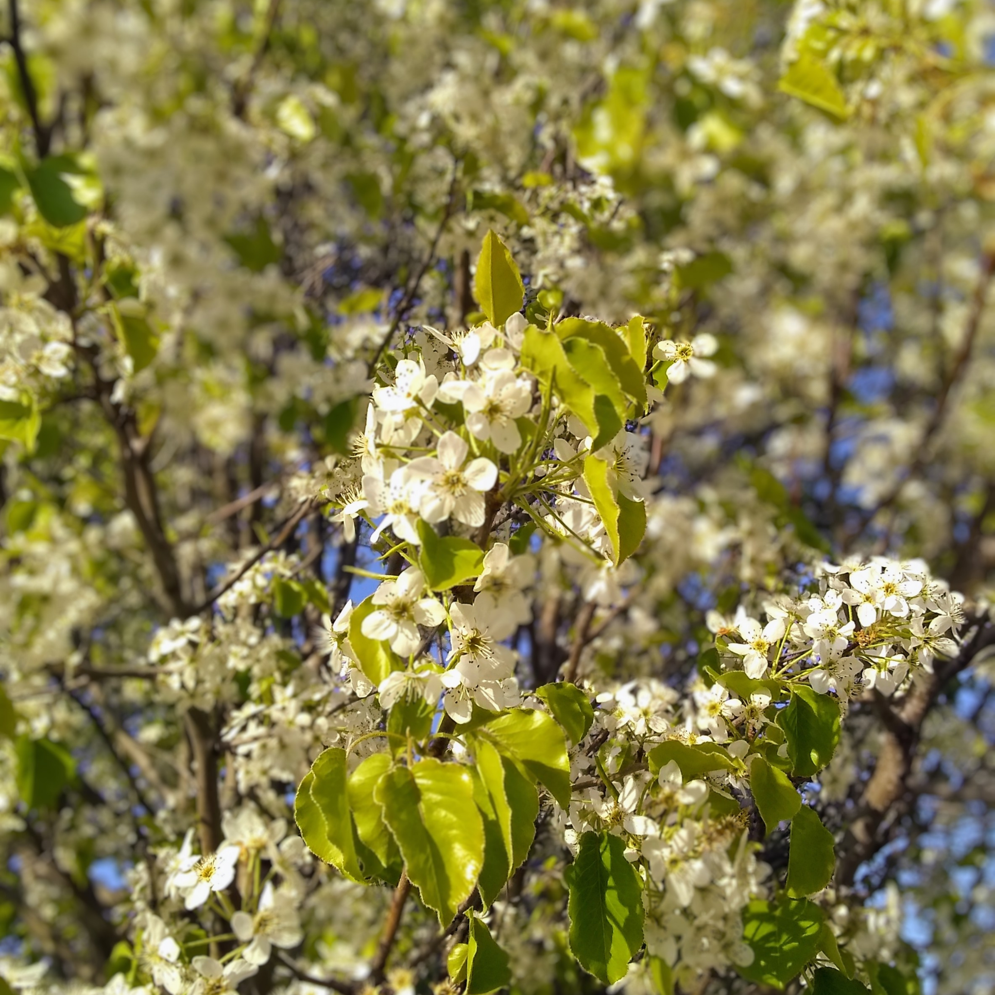 Ornamental Callery Pear Cleveland Select - Pyrus calleryana Cleveland Select