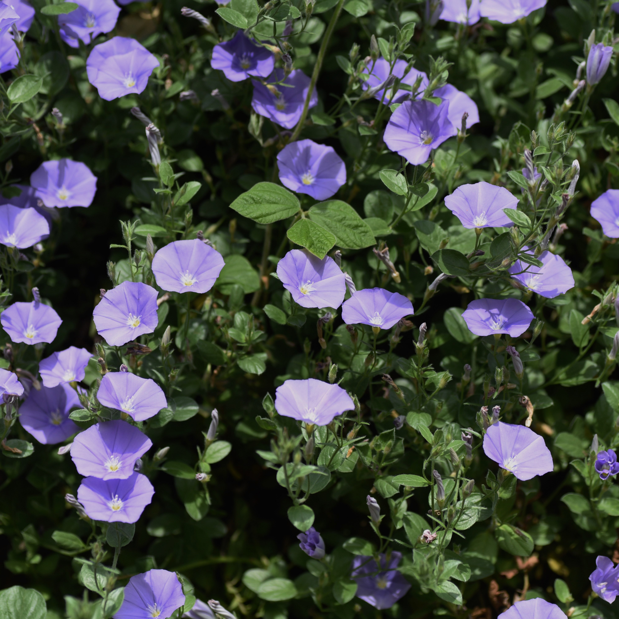 Blue Morning Glory - Convolvulus sabatius