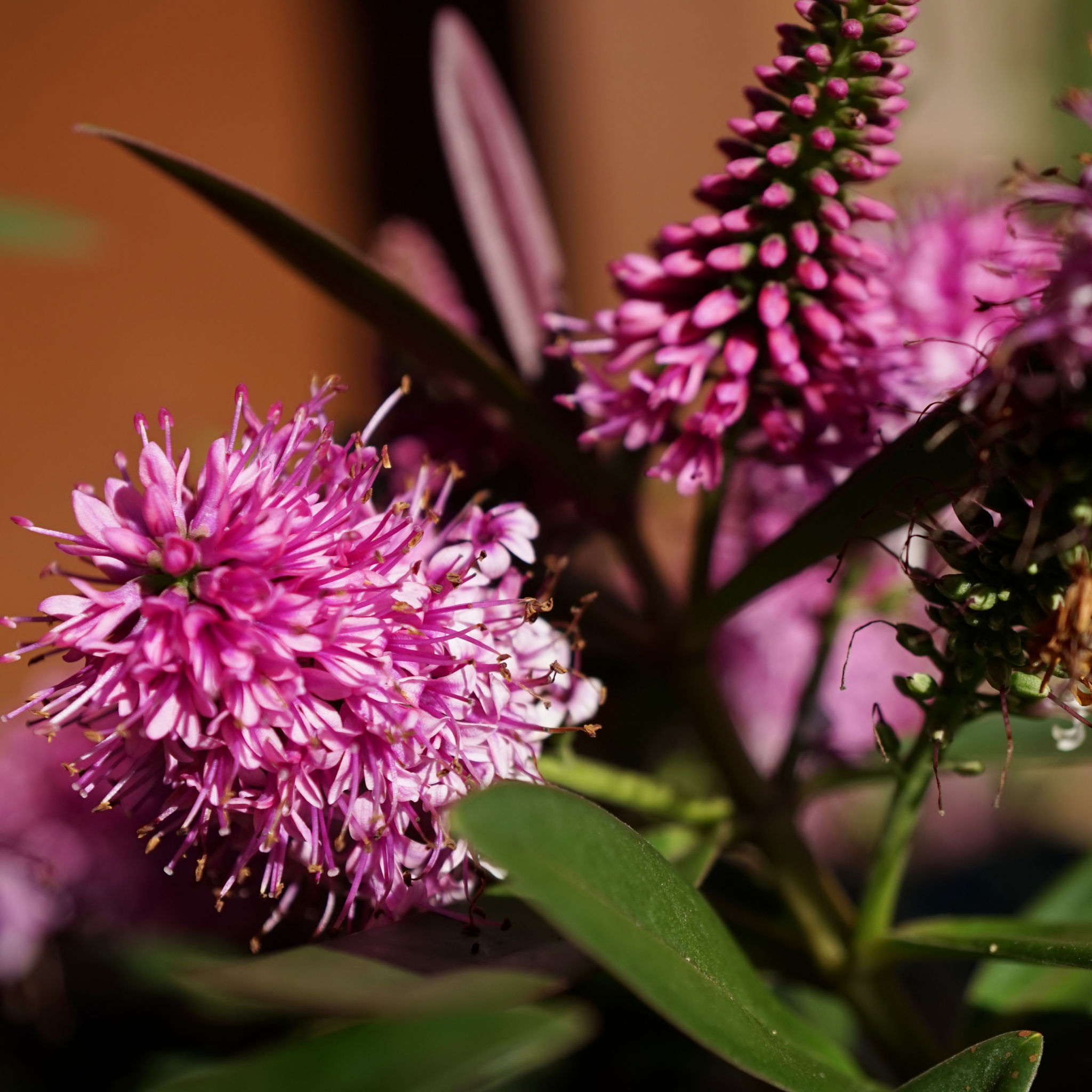 Hebe hybrida Pretty N Pink