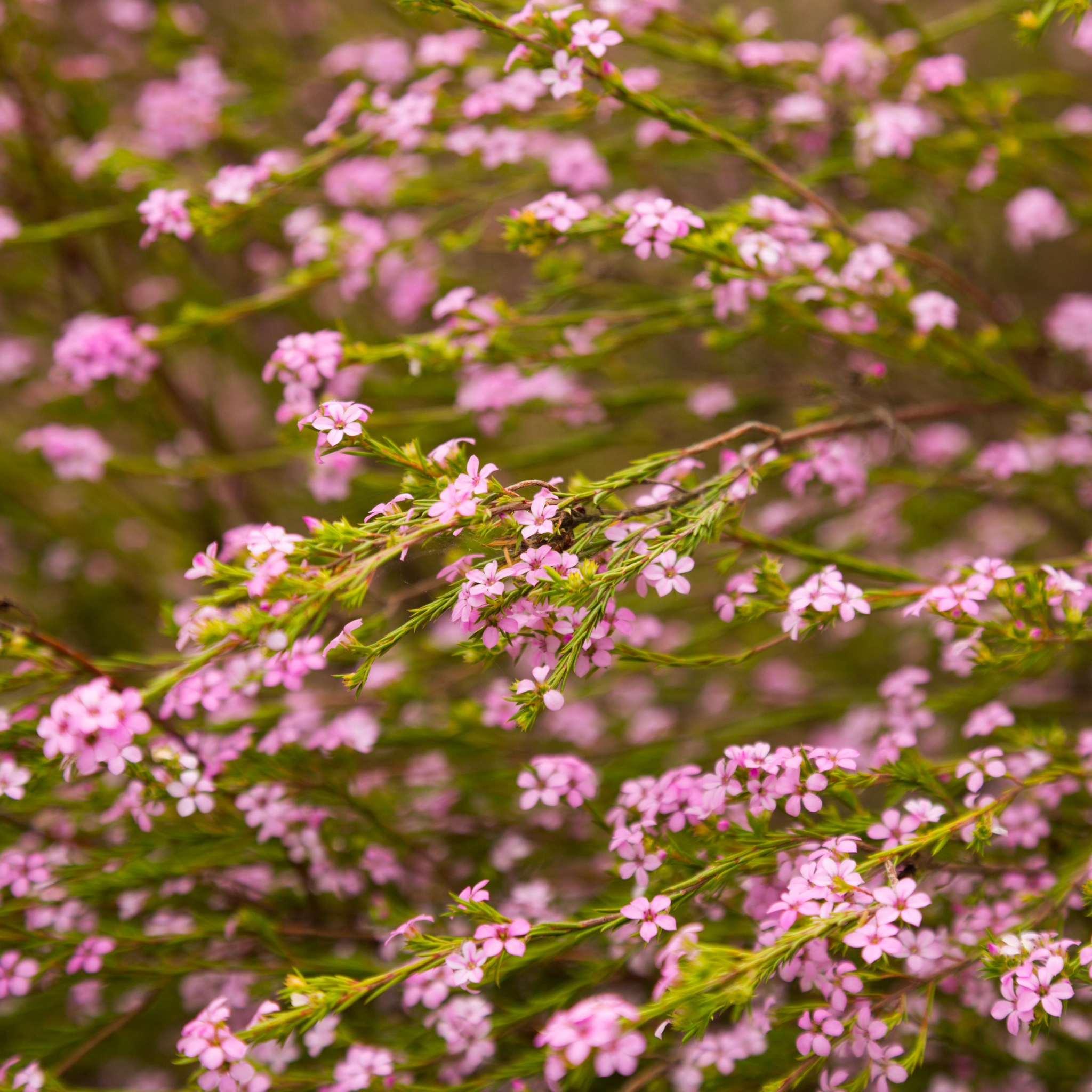 Dwarf Diosma - Coleonema pulchellum Compacta