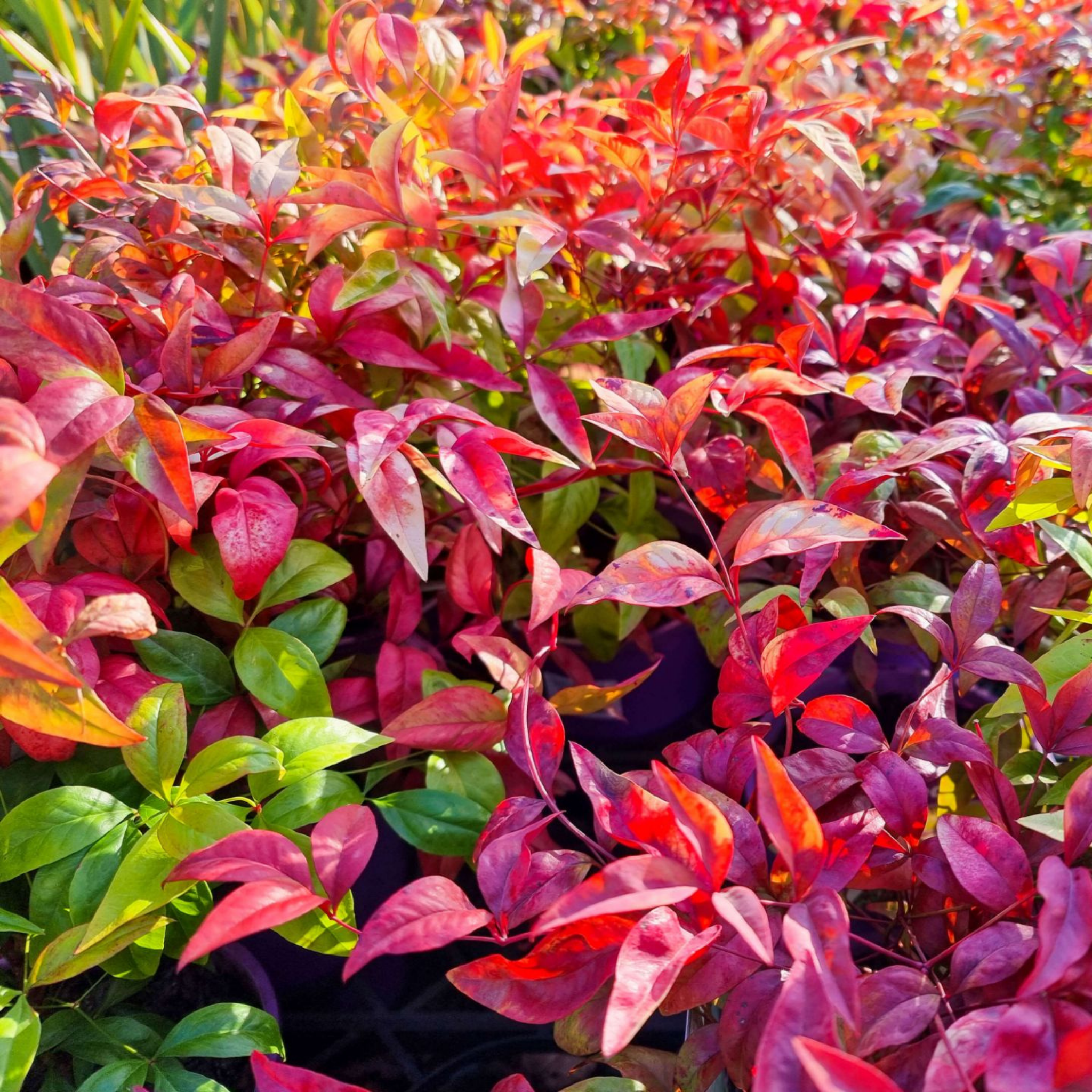 Nandina Dwarf - Nandina domestica Nana