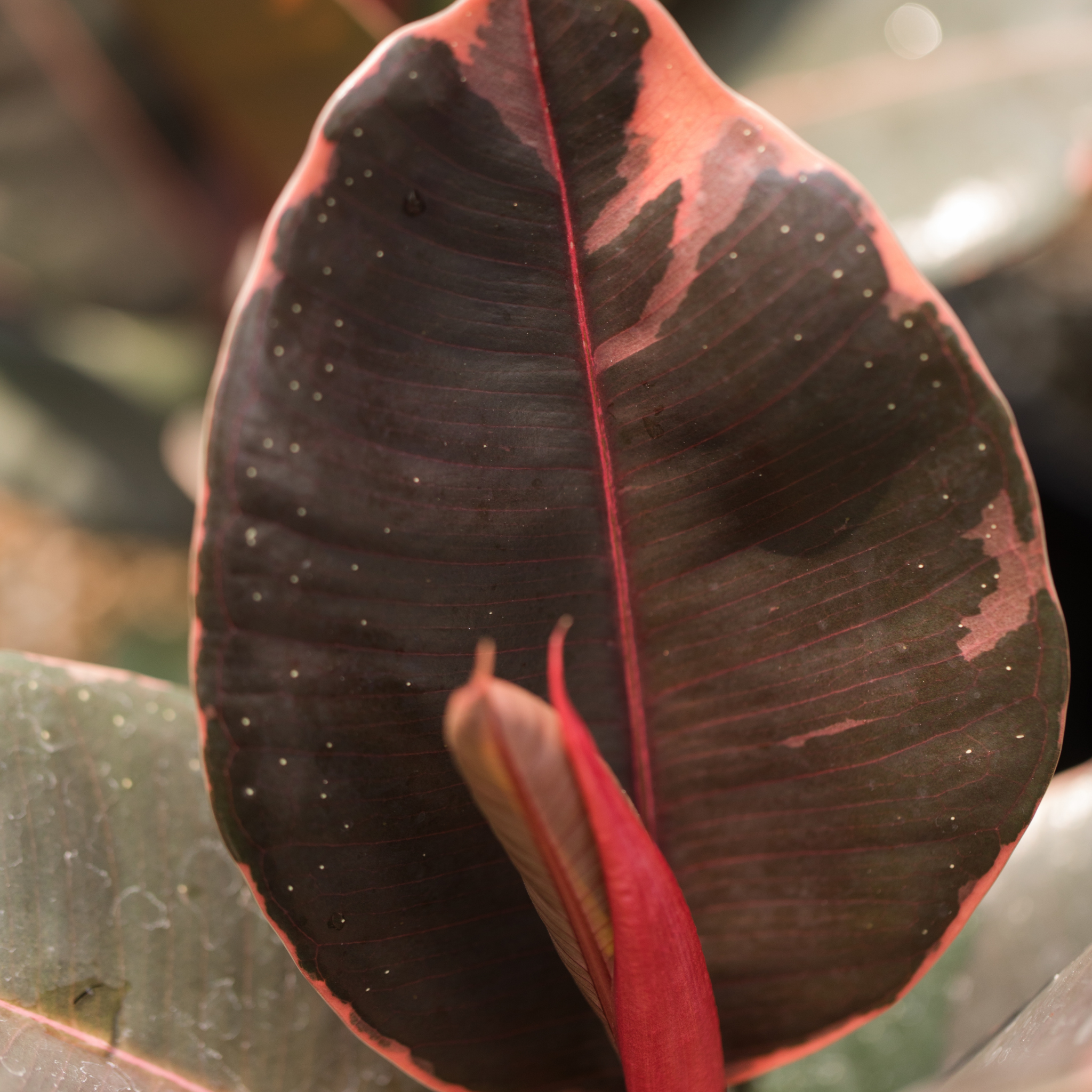 Red Rubber Tree Plant - Ficus elastica Ruby