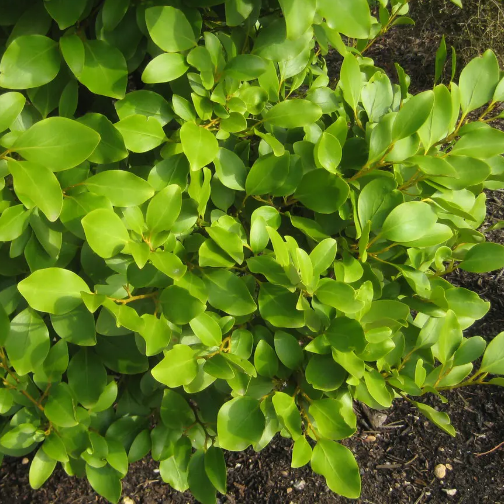New Zealand Broadleaf Mint - Griselinia littoralis