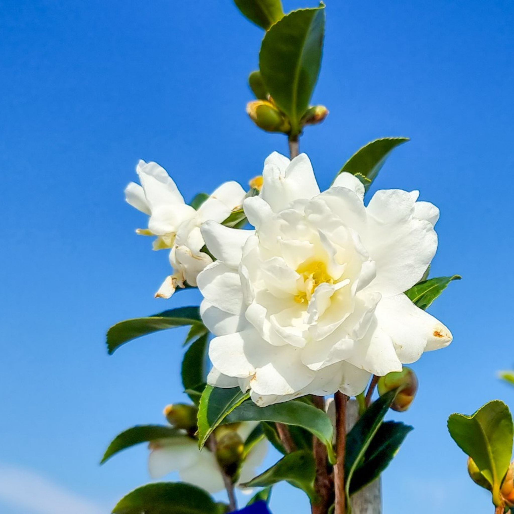 Camellia Avalanche - Camellia sasanqua Avalanche