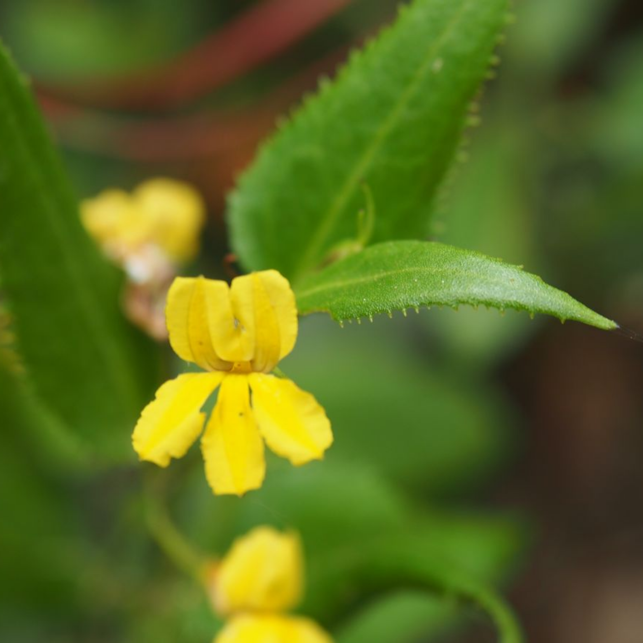 Hop Goodenia - Goodenia ovata