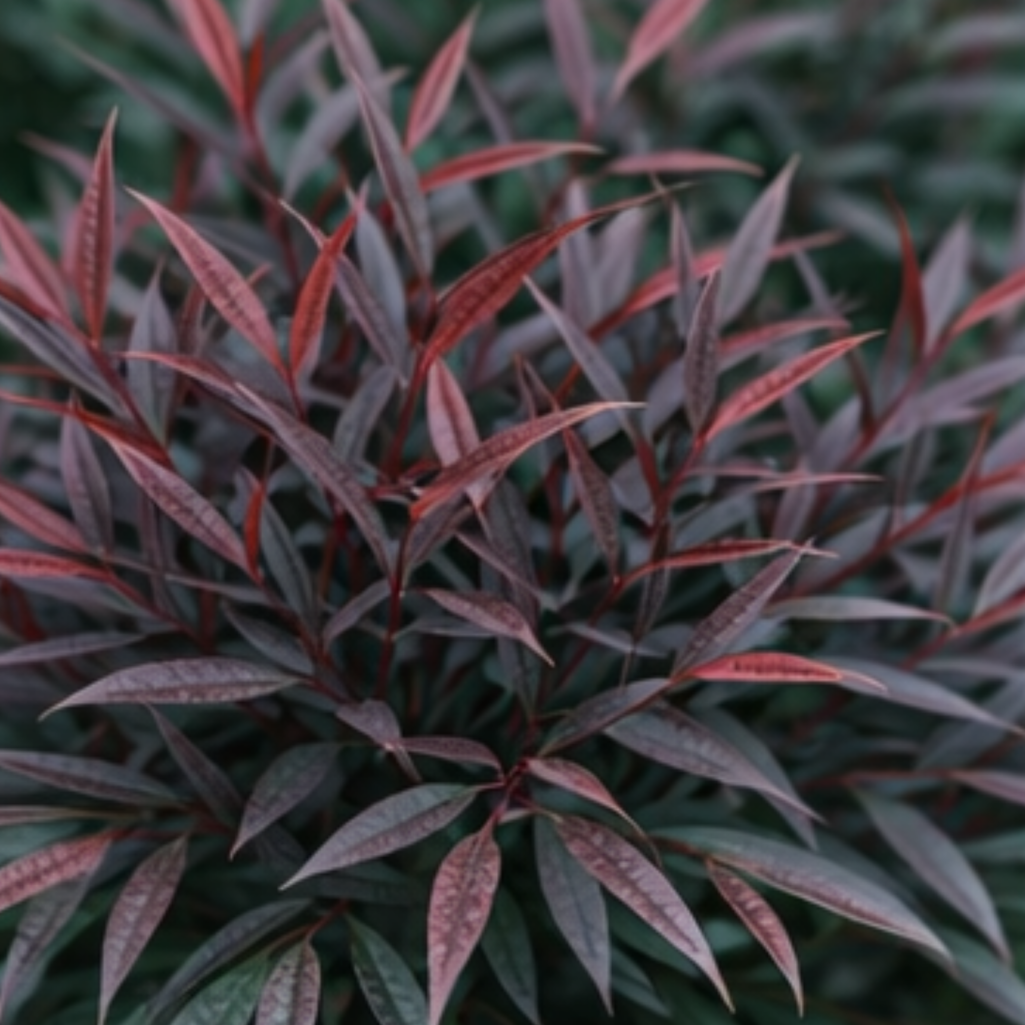 Nandina Colourscape - Nandina domestica Colourscape
