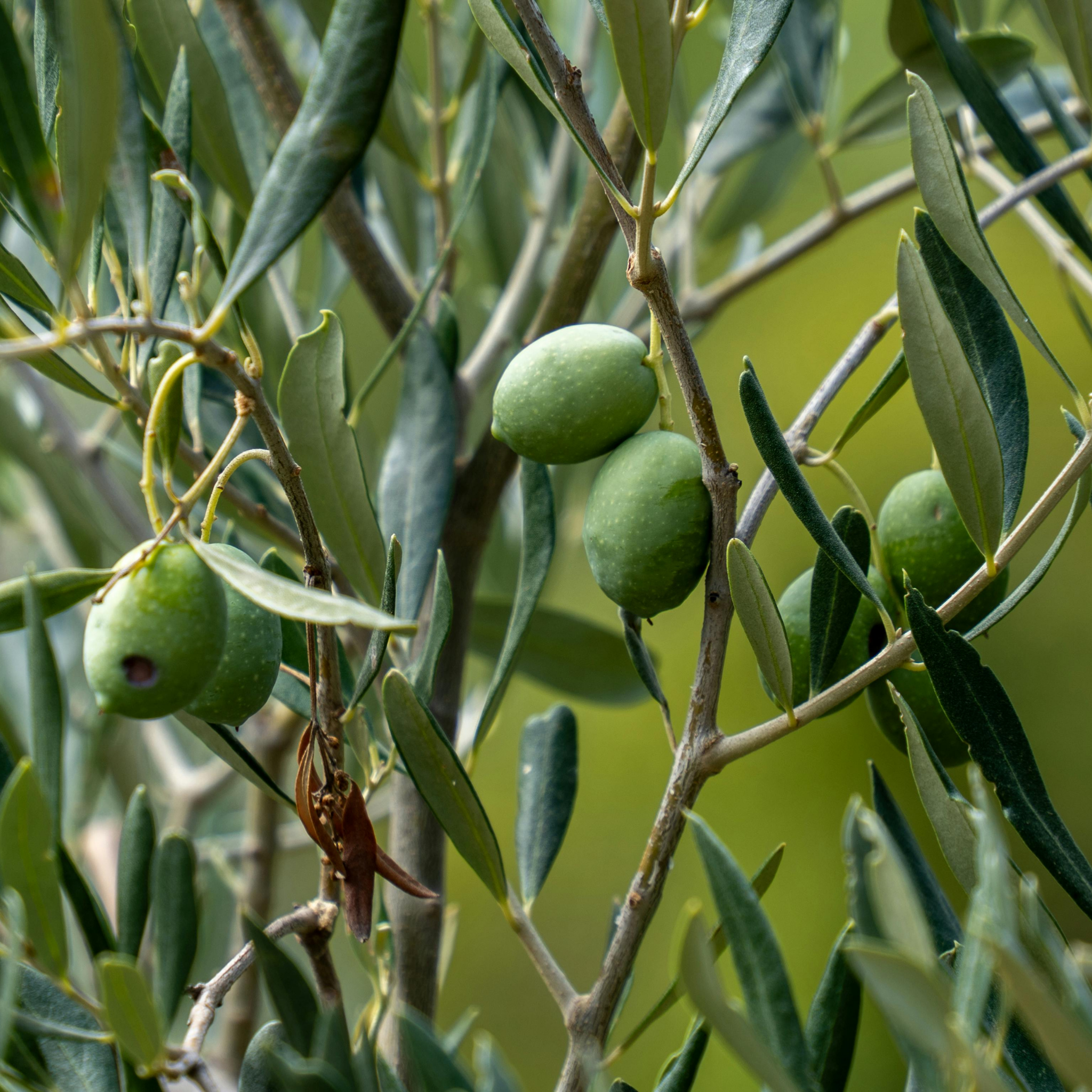 Paragon Olive Tree - Olea europaea Paragon