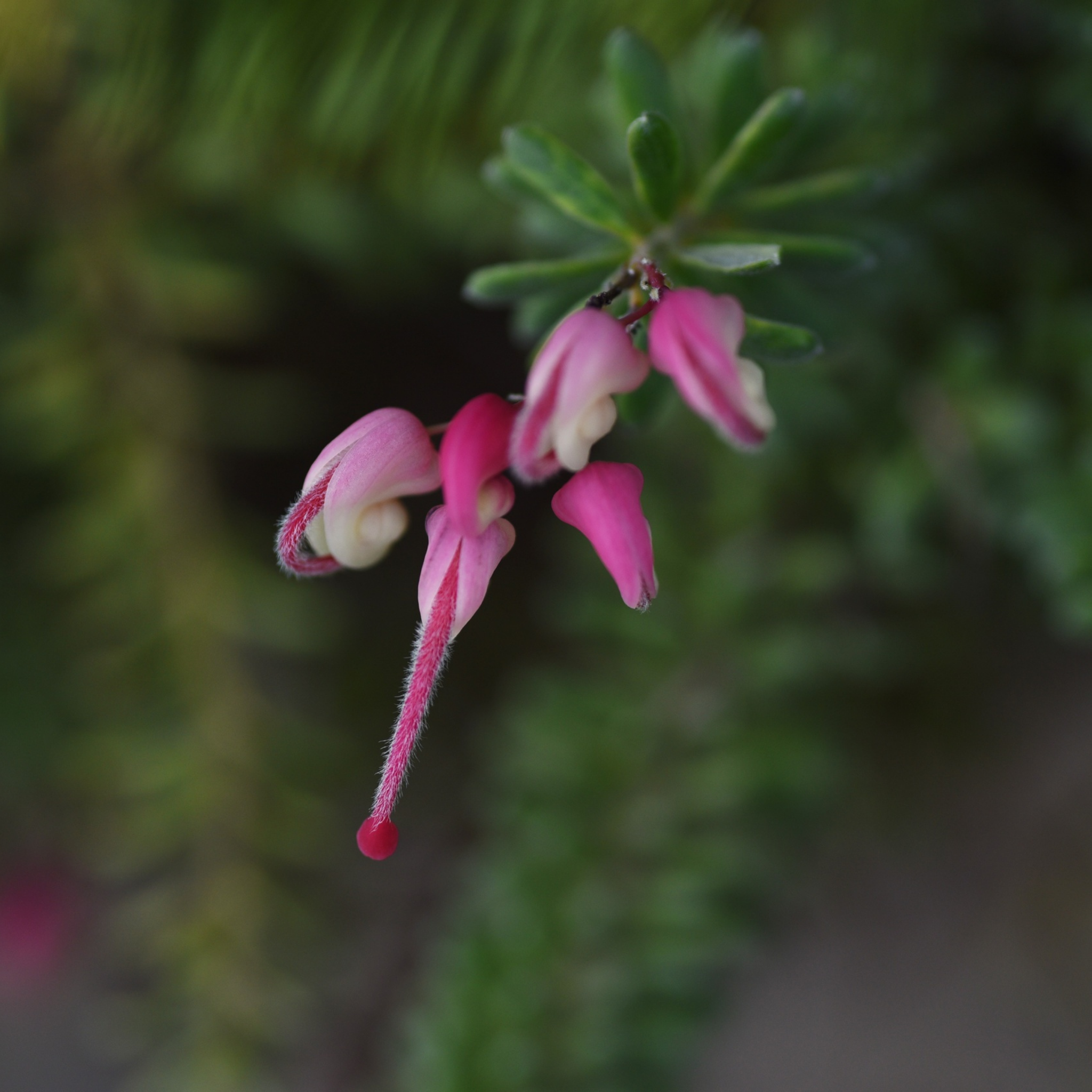 Tuckers Dwarf Spider Flower - Grevillea hybrida Tuckers Dwarf