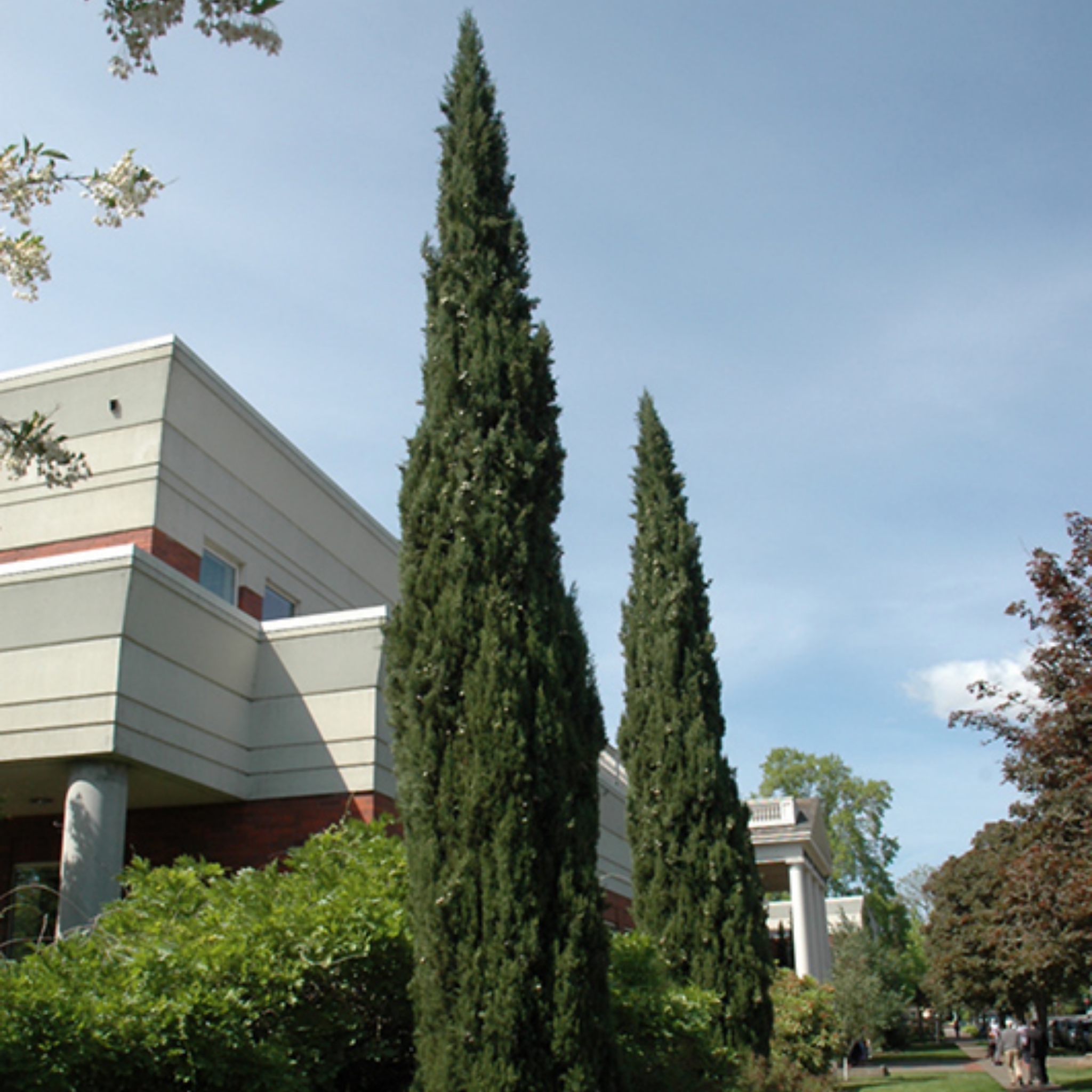 Glauca Pencil Pine - Italian Cypress Cupressus sempervirens