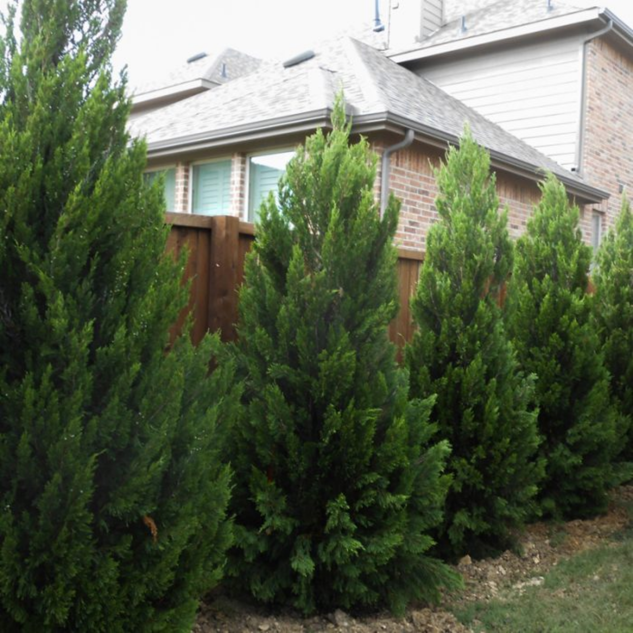 Juniperus chinensis ‘Spartan’ - Chinese Juniper Conifer