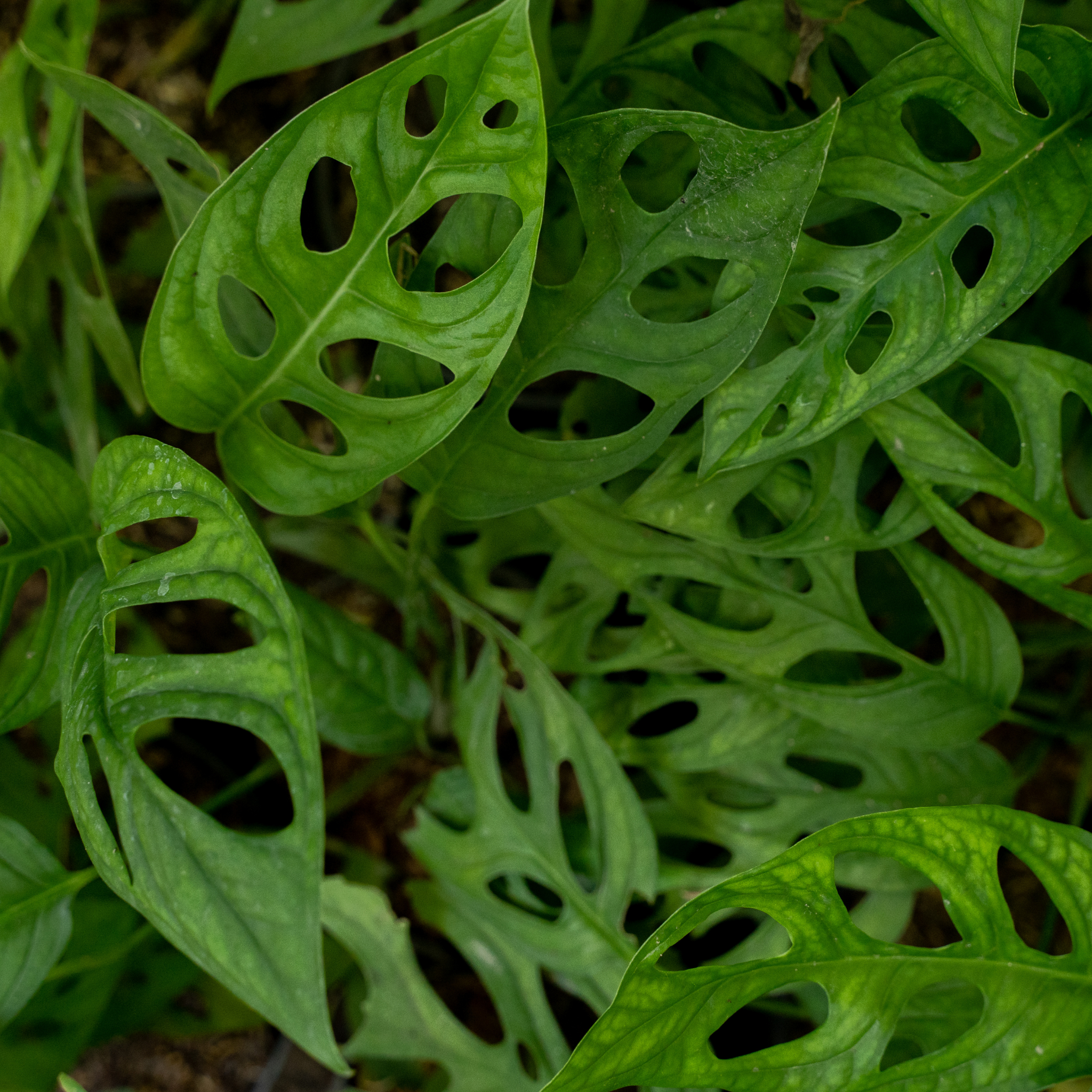 Swiss Cheese Vine - Monstera adansonii